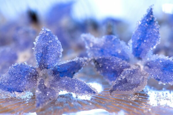 Кристаллы льда на голубых цветах