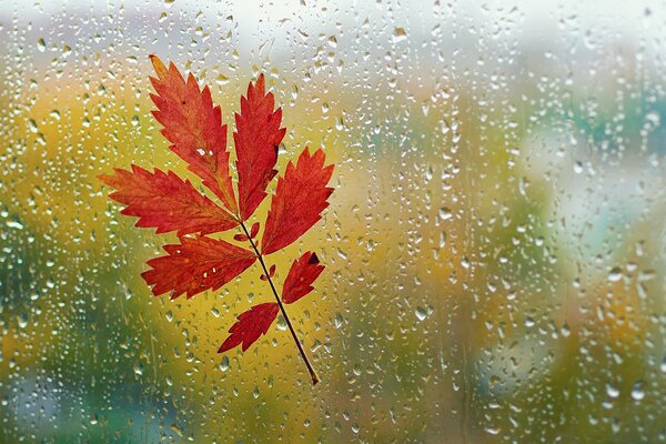 Feuille d automne collée au verre humide