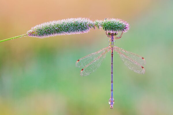 Dragonfly, blade of grass, morning background