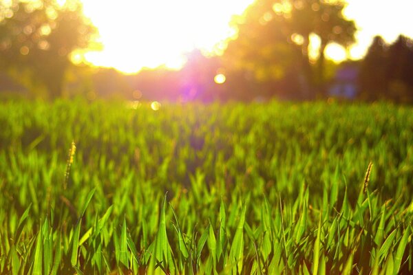 Blendung der Sonne. Grünes Gras. Großformataufnahmen am Sommertag