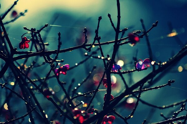 Beautiful widescreen wallpaper with branches