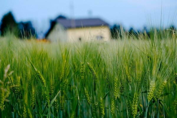 Macro photography of ears. A blurry house on the background