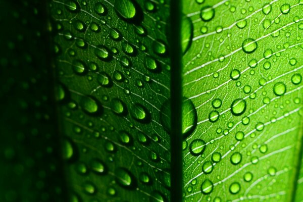 Macro dew on a green leaf