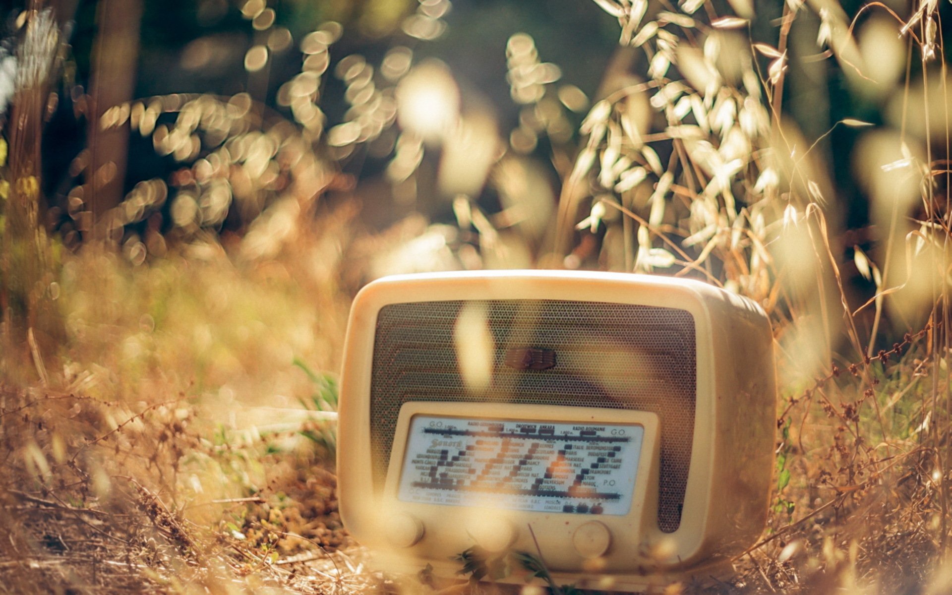 radio grass close up