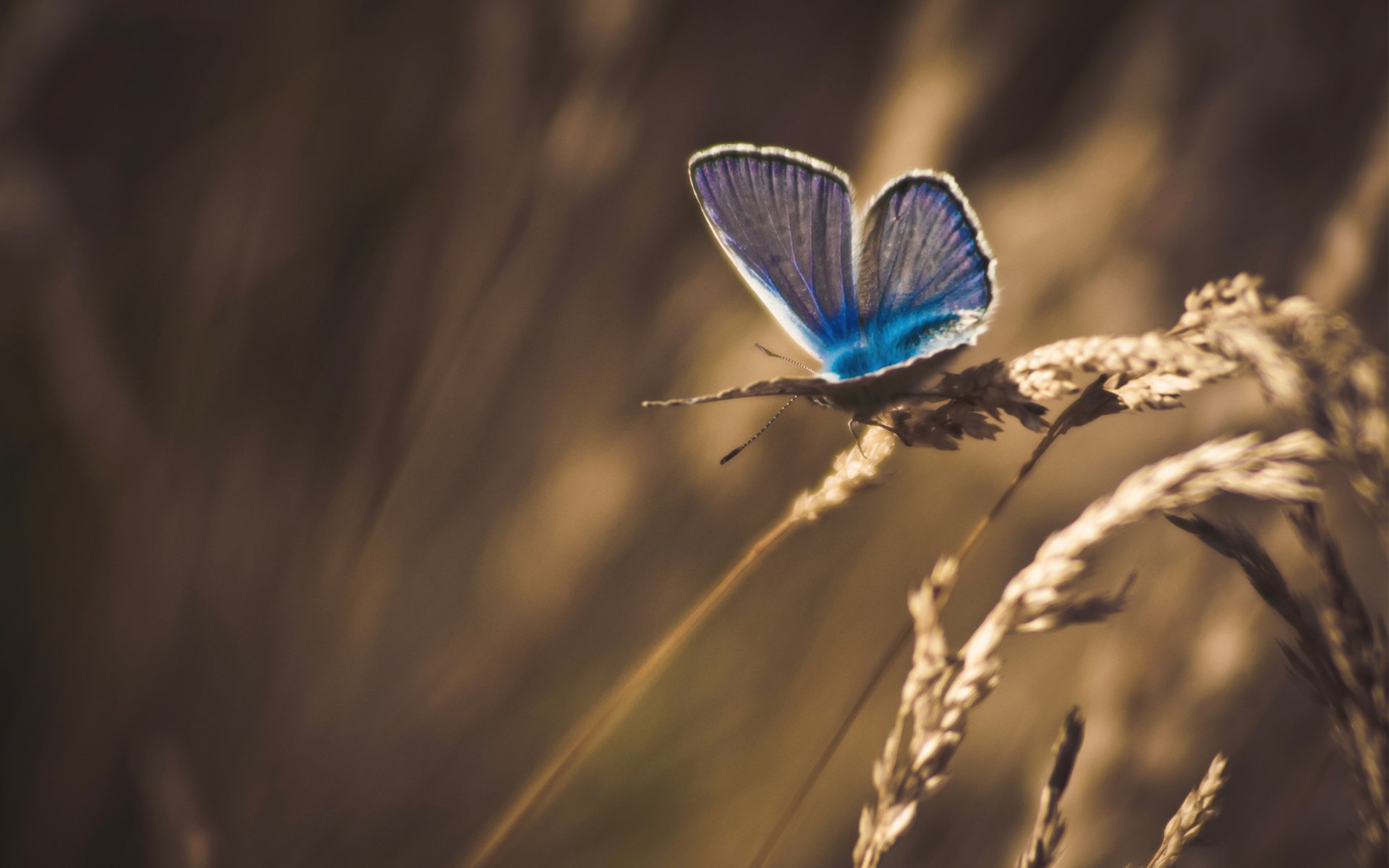 butterfly close up processing grass dry spike