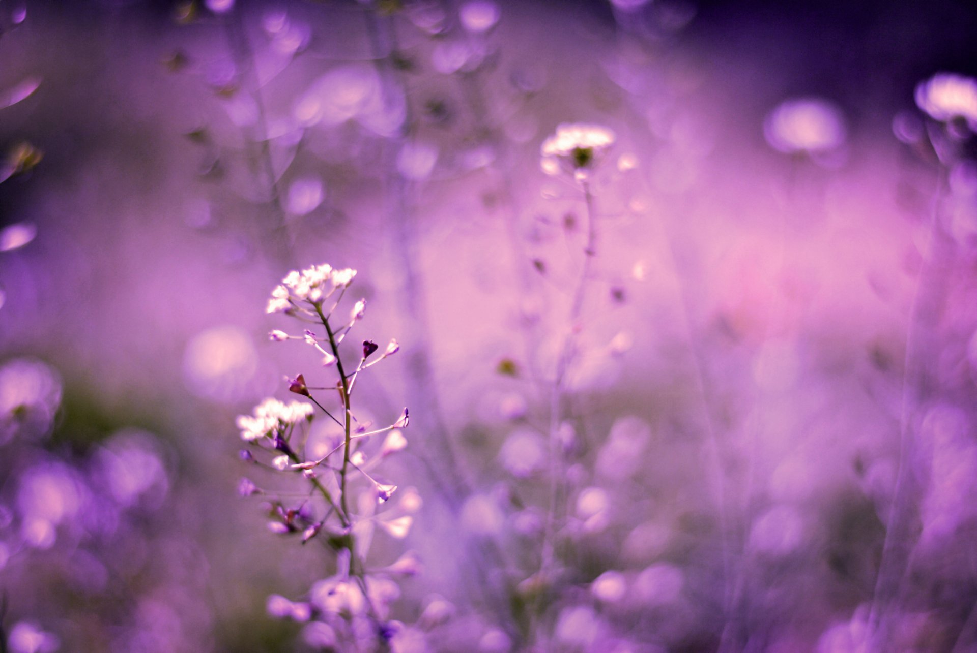 flores lila campo bokeh desenfoque macro