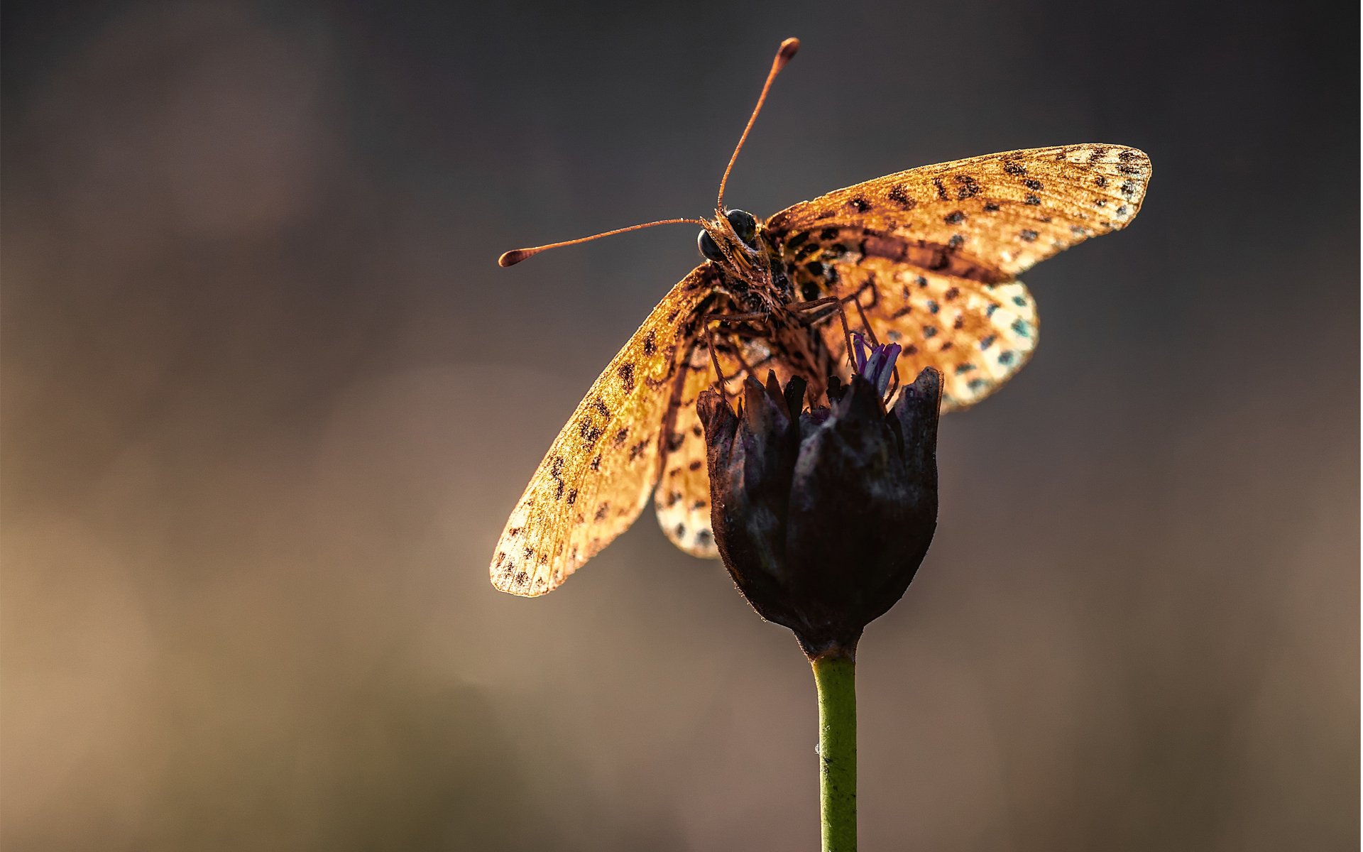 close up butterfly flower the stem blur antennae