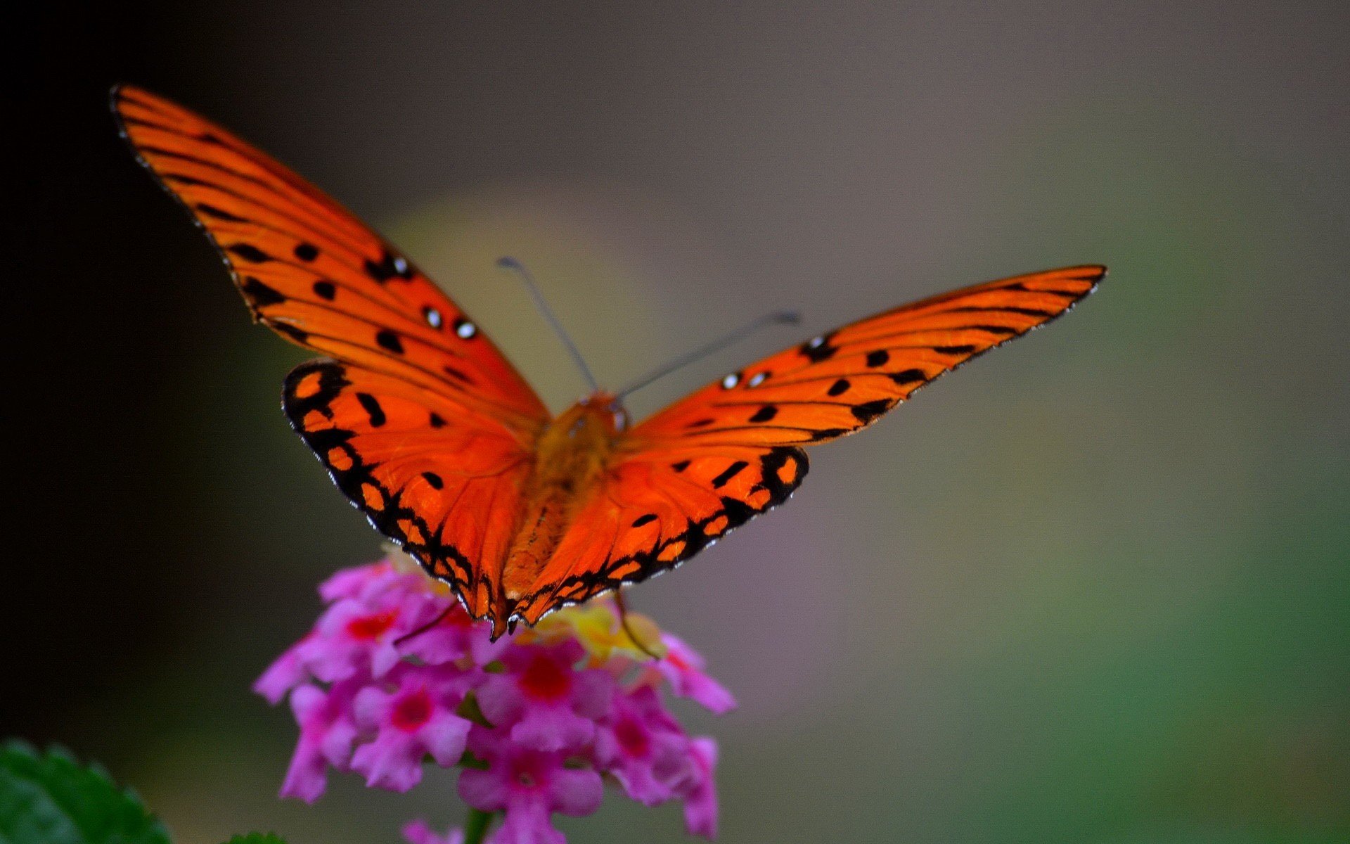 makro motyl kwiat