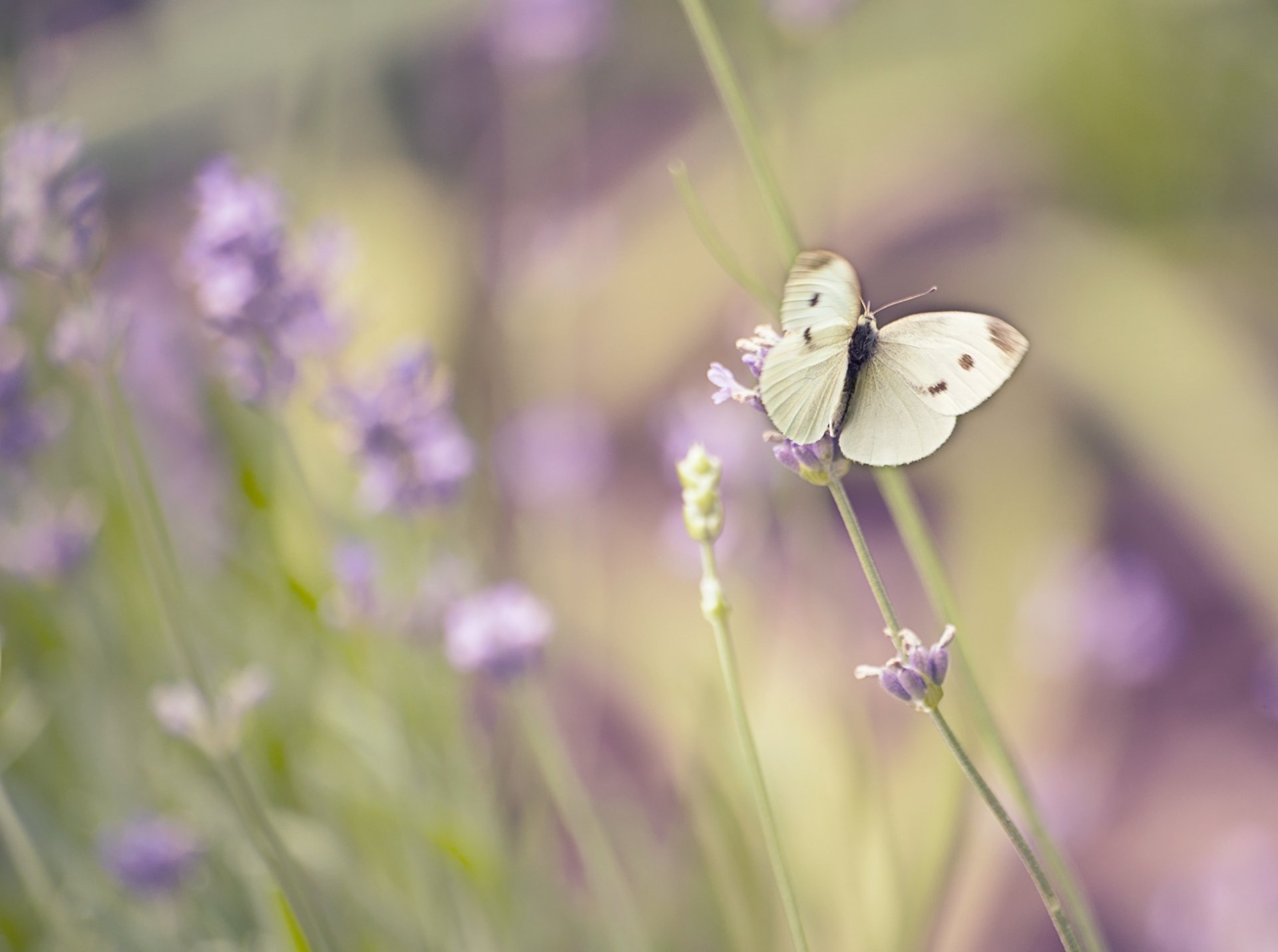 mariposa flores macro campo verano