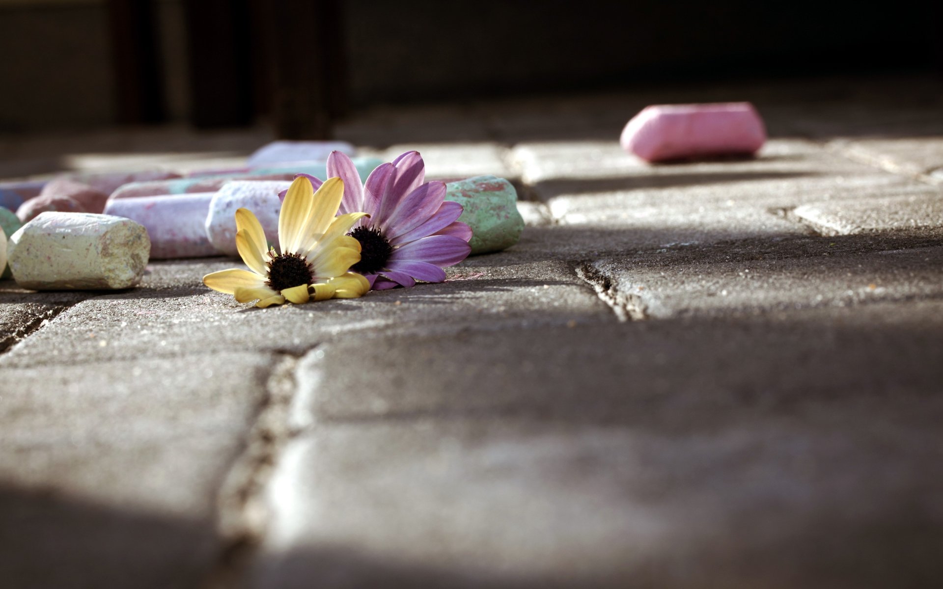 fleurs craie rue gros plan