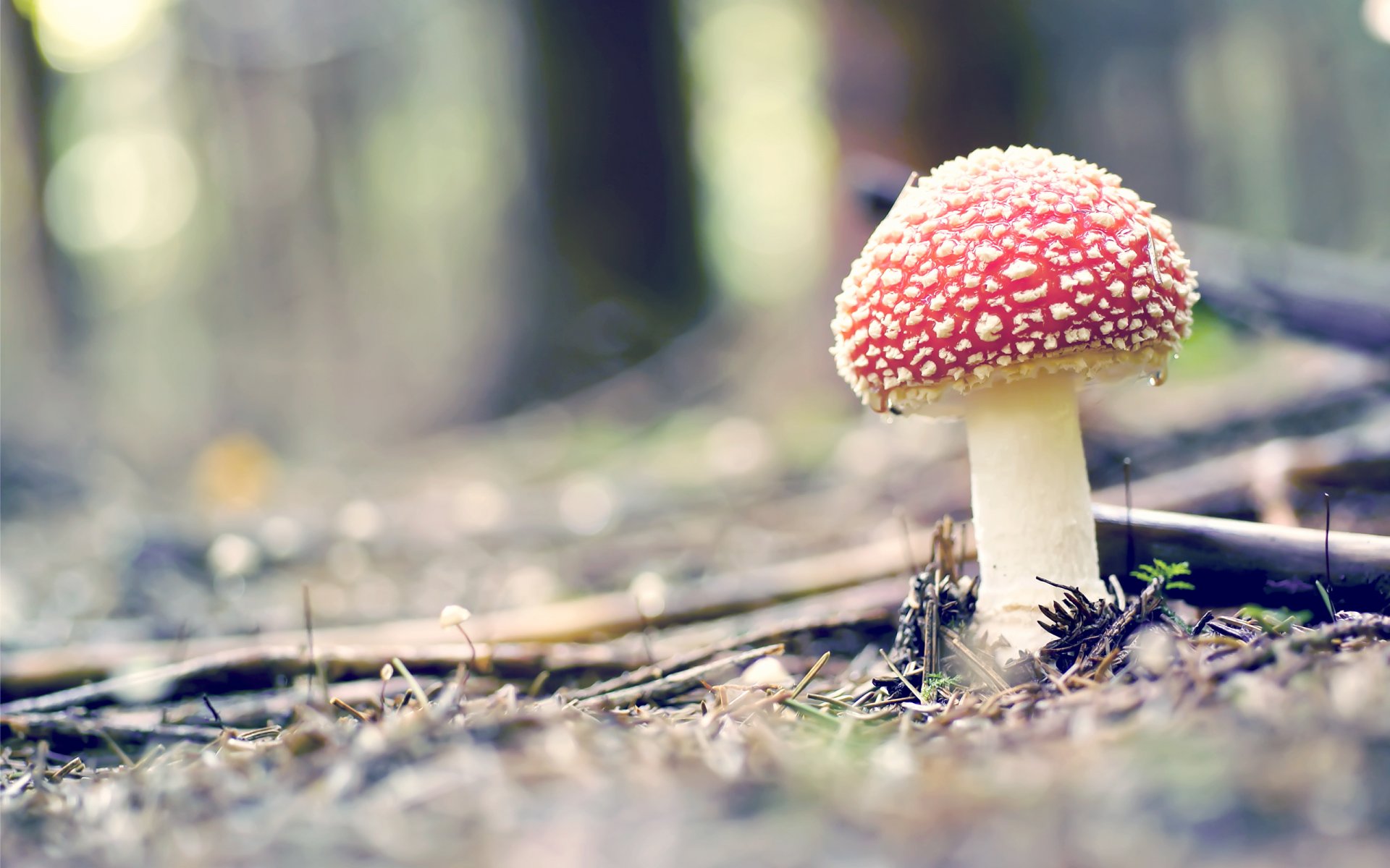 mushroom amanita close up nature specks red forest gra