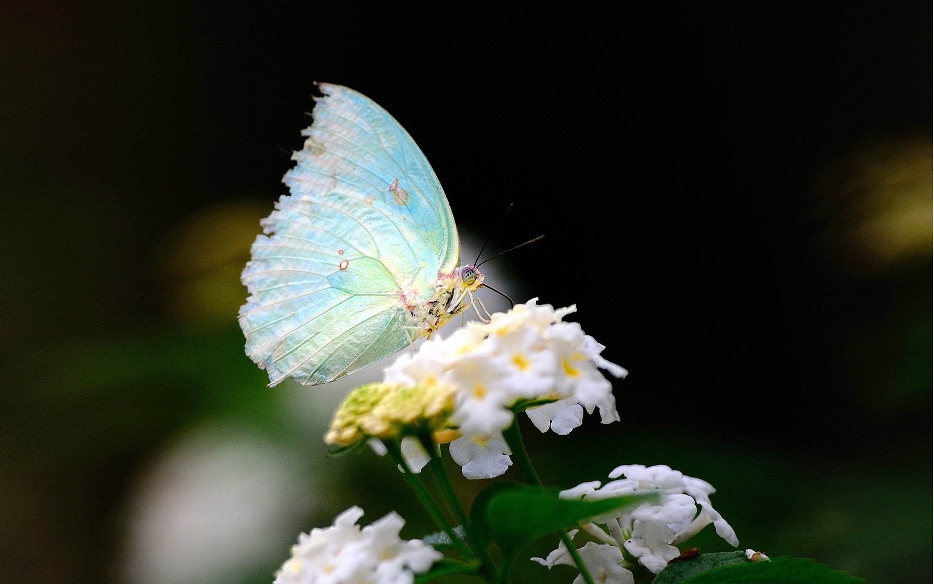 close up butterfly wings flower white