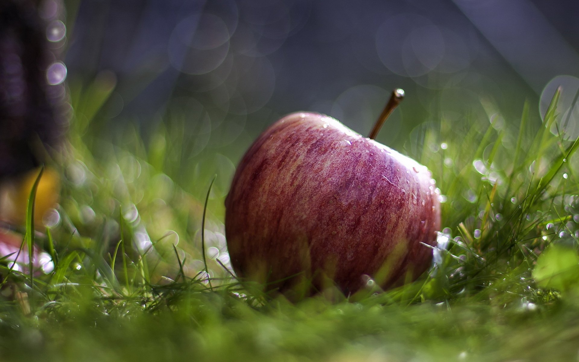 manzana hierba macro