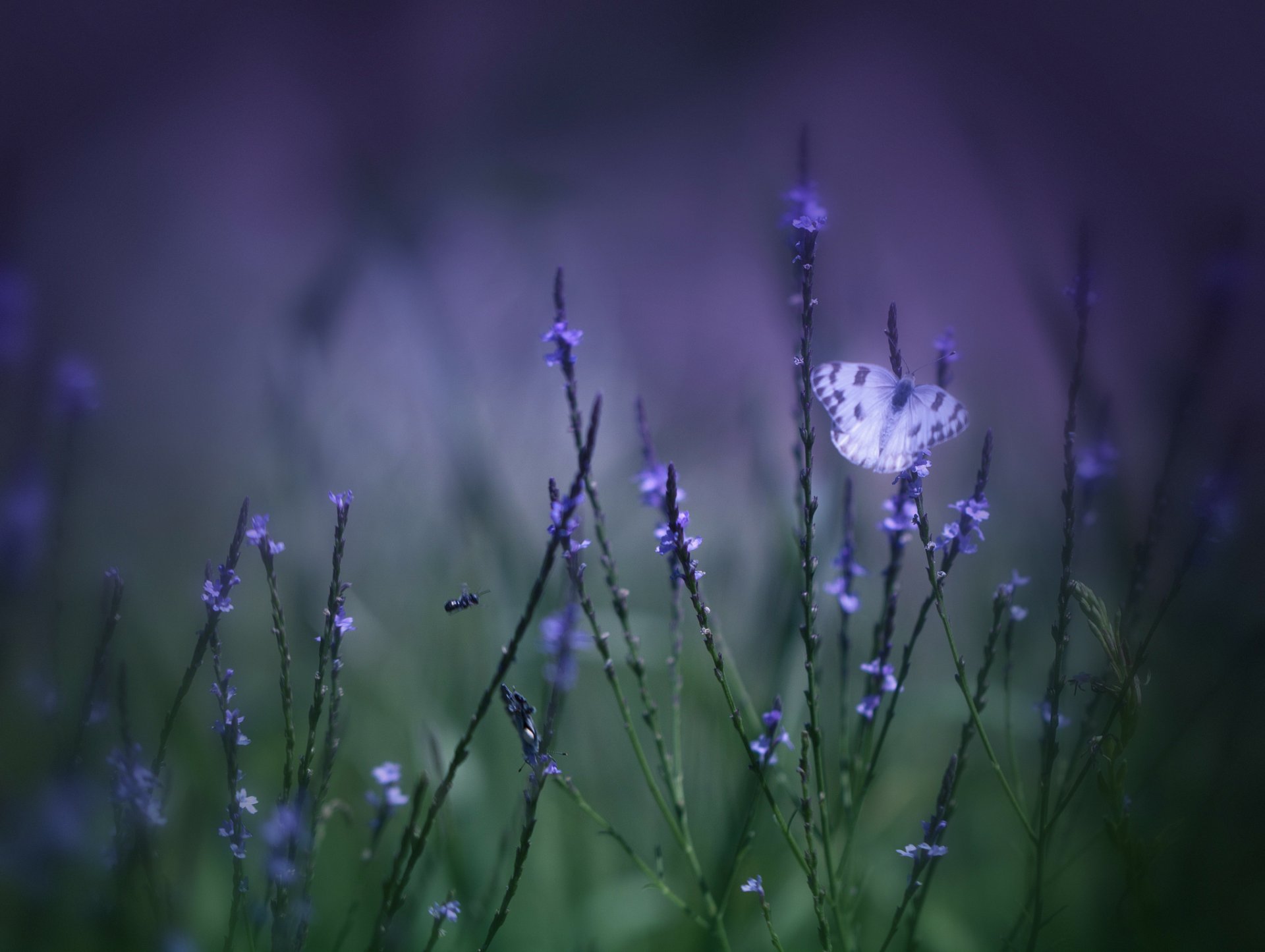 papillon fleurs lilas herbe champ macro flou vert violet fond