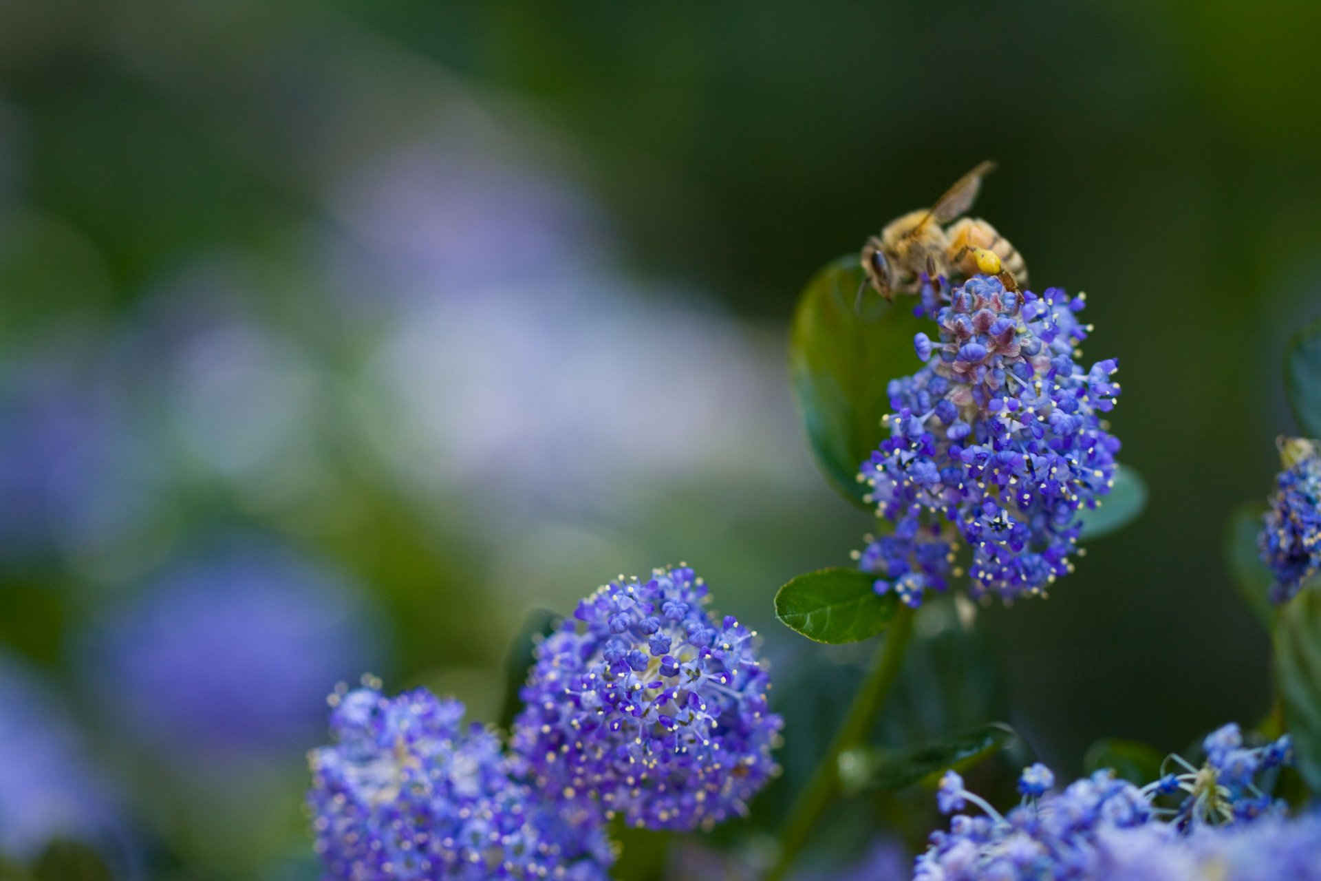 kwiat niebieski niebieski kwiaty rośliny zieleń natura pszczoła owad makro rozmycie