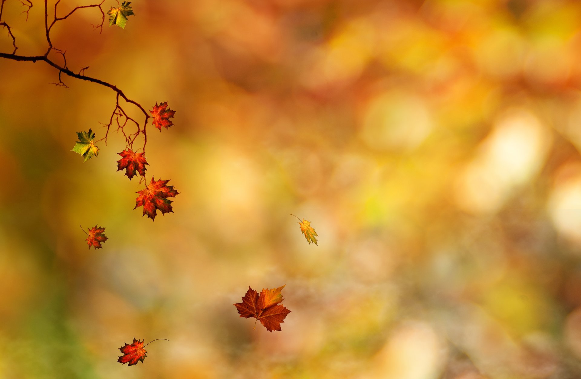 branche feuilles automne