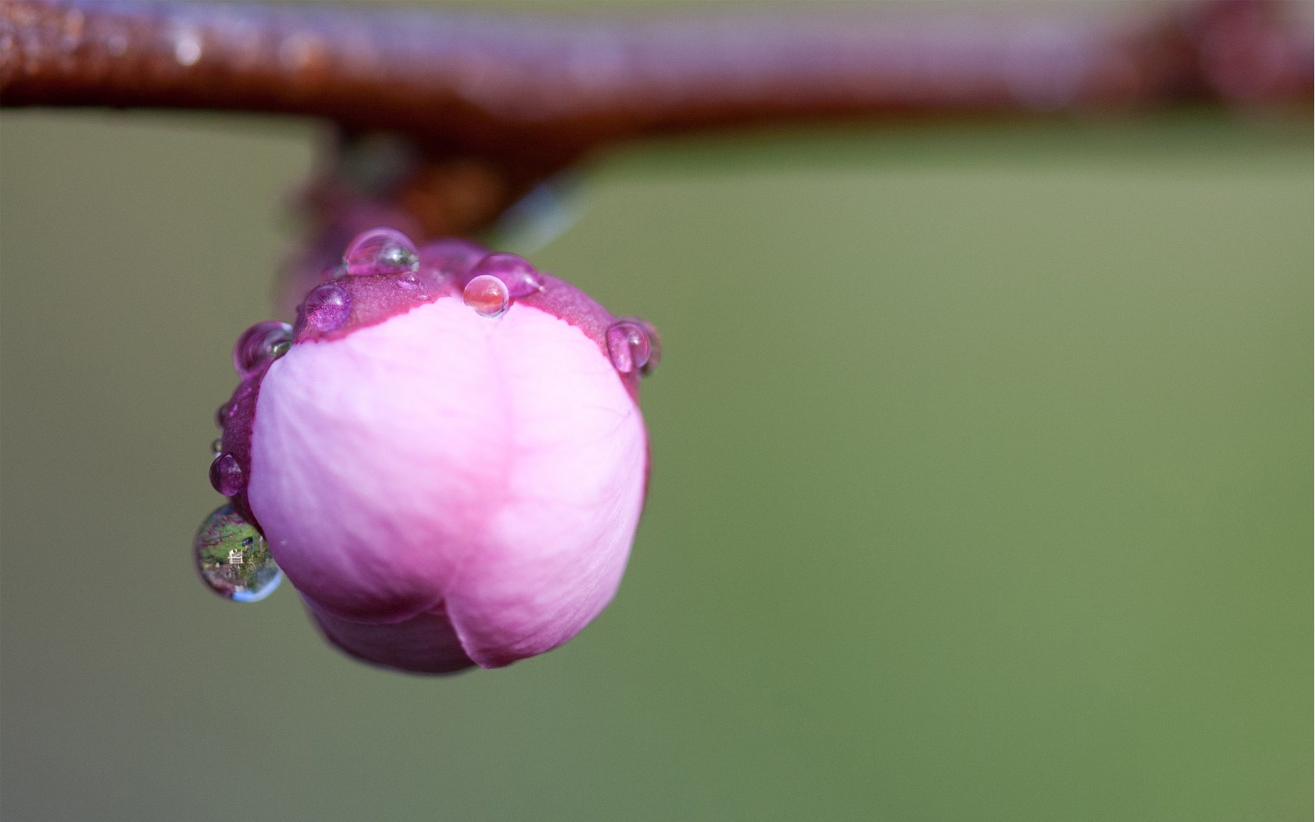 close up bud branch sakura flower rosa drops pink