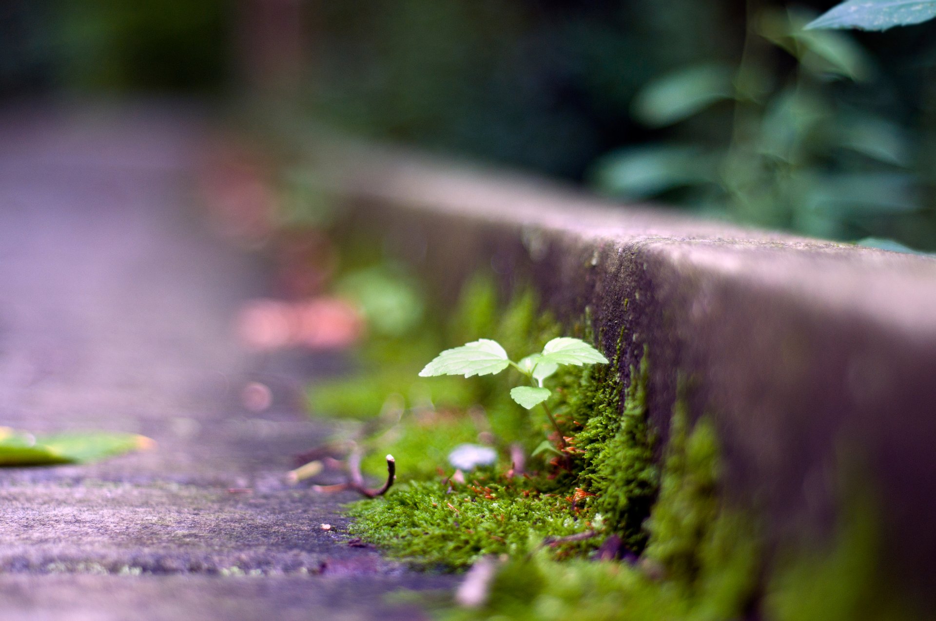 strada pianta verde erba germoglio macro bokeh