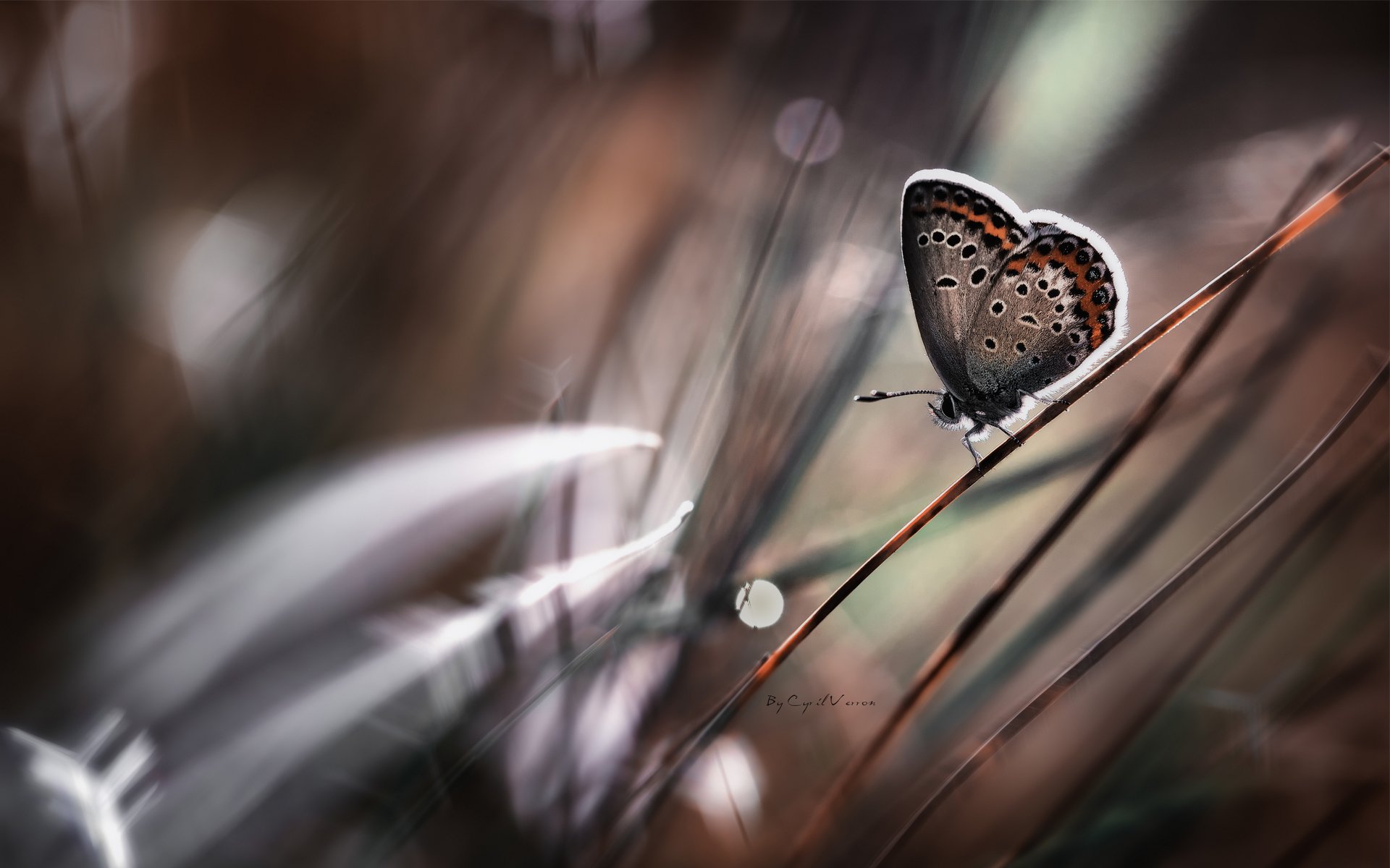 butterfly the stem grass bokeh