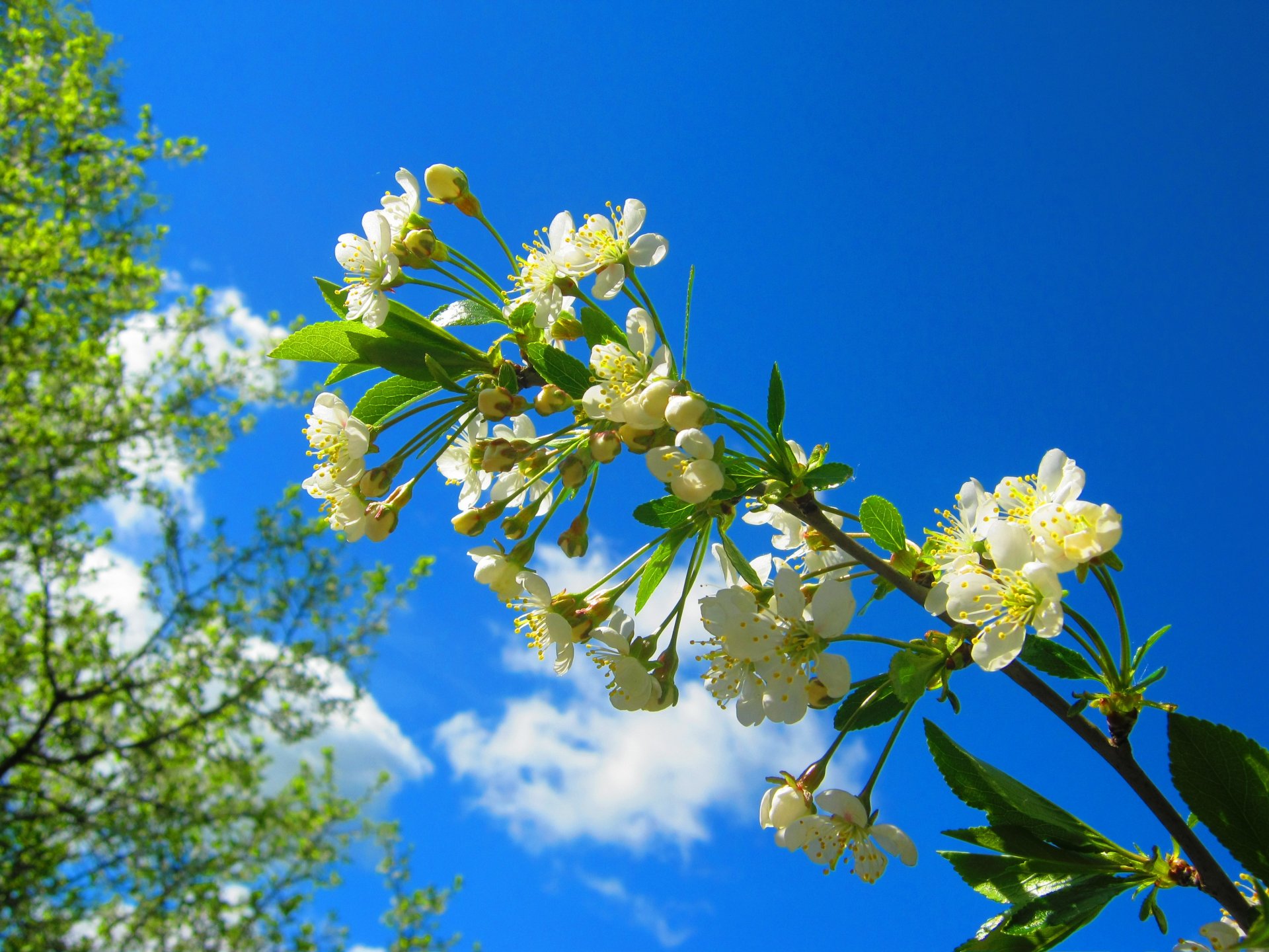 pring branch cherry bloom blossom