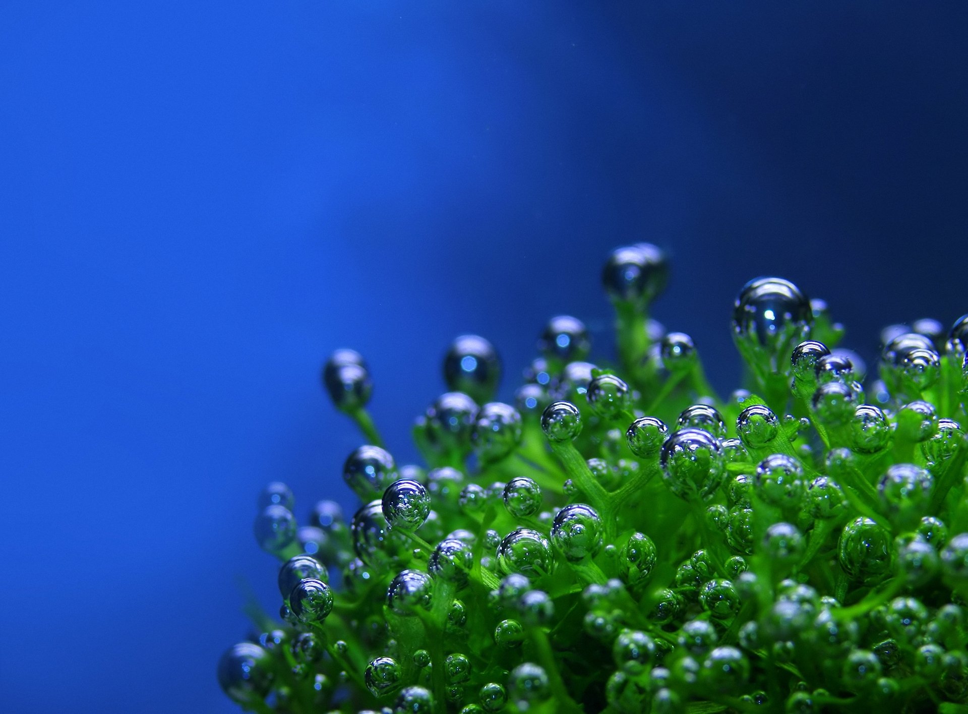 pflanze tropfen blasen grün blauer hintergrund