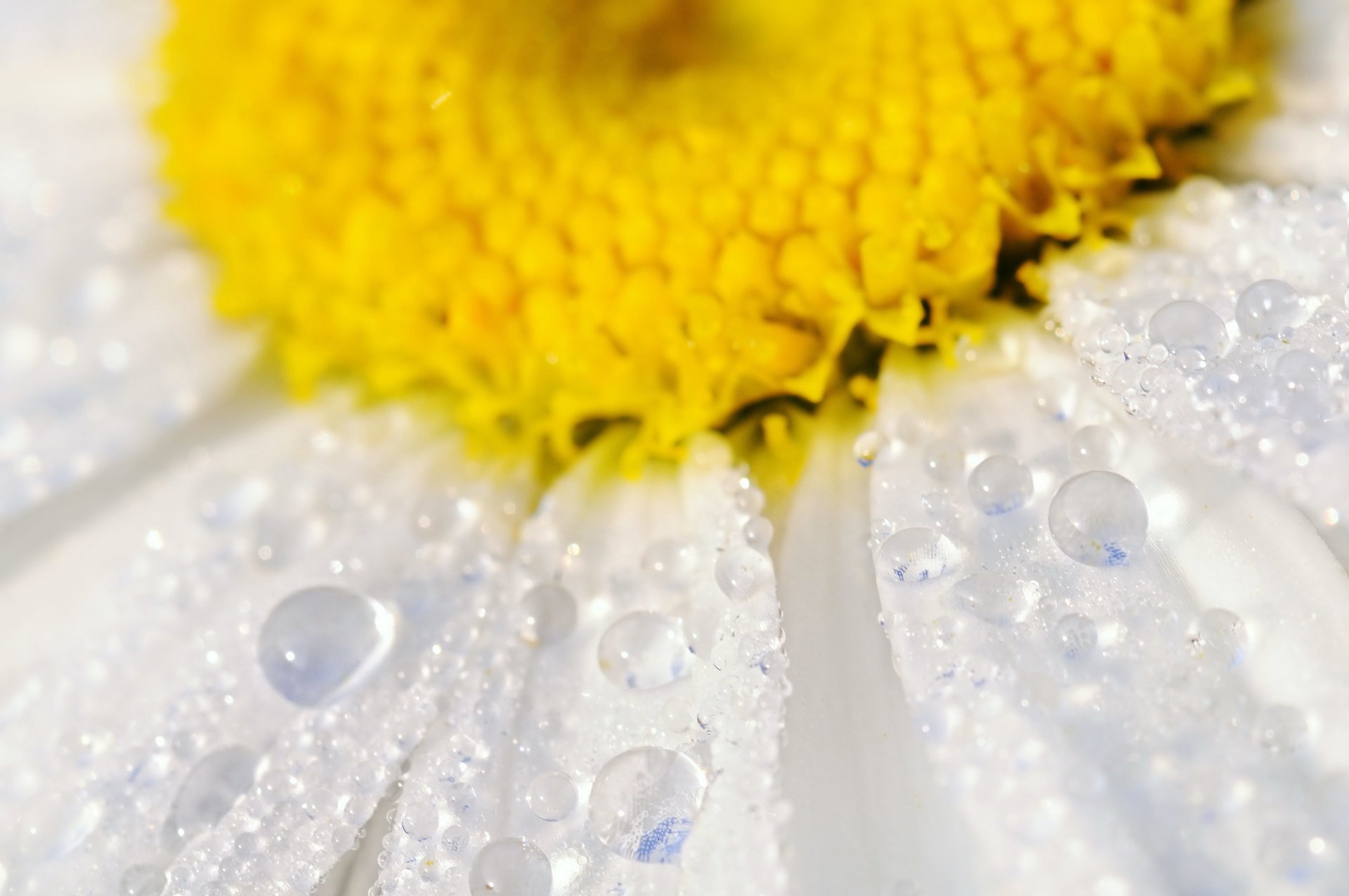 fiore margherita petali acqua gocce macro