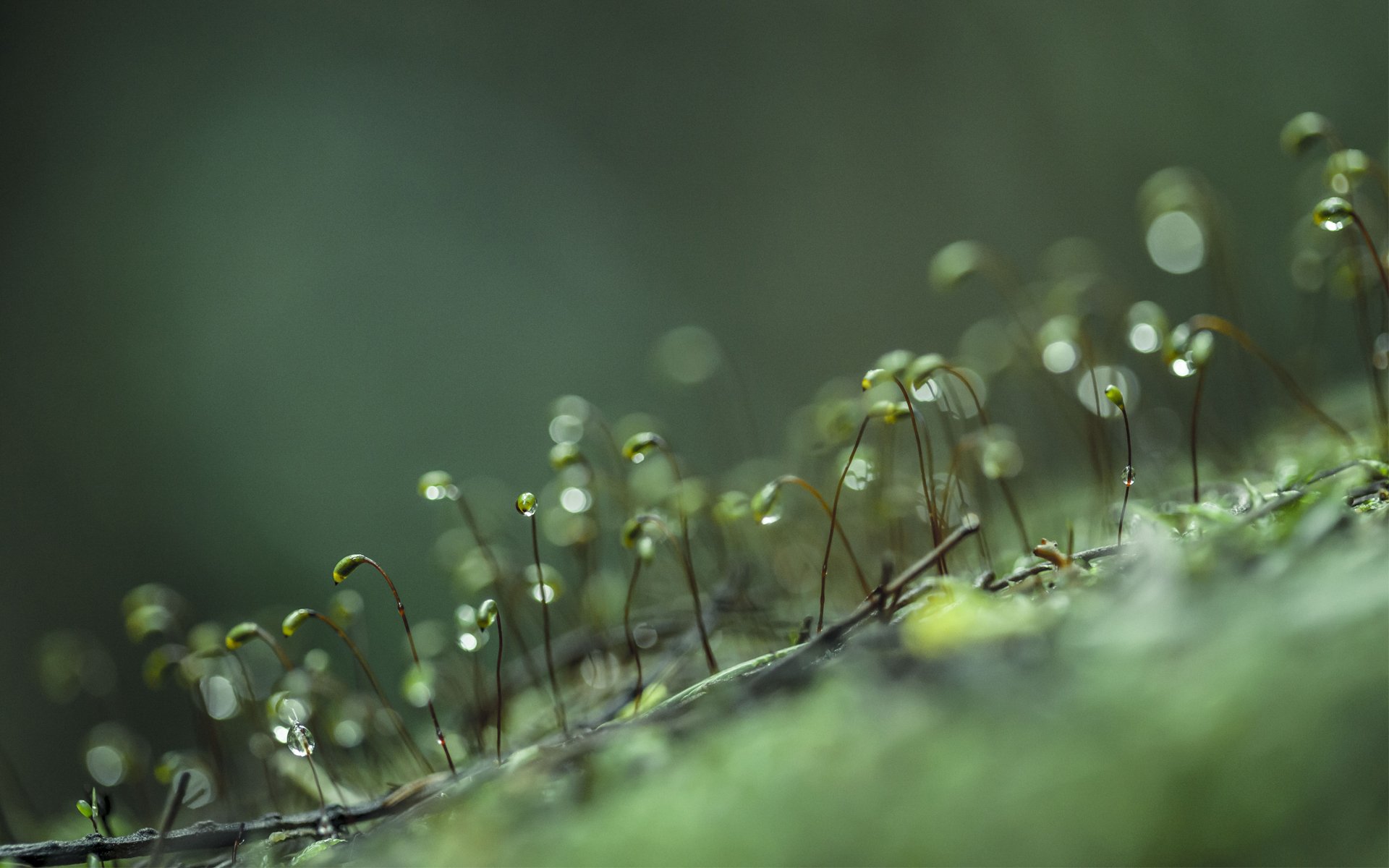 brotes macro gotas rocío vida