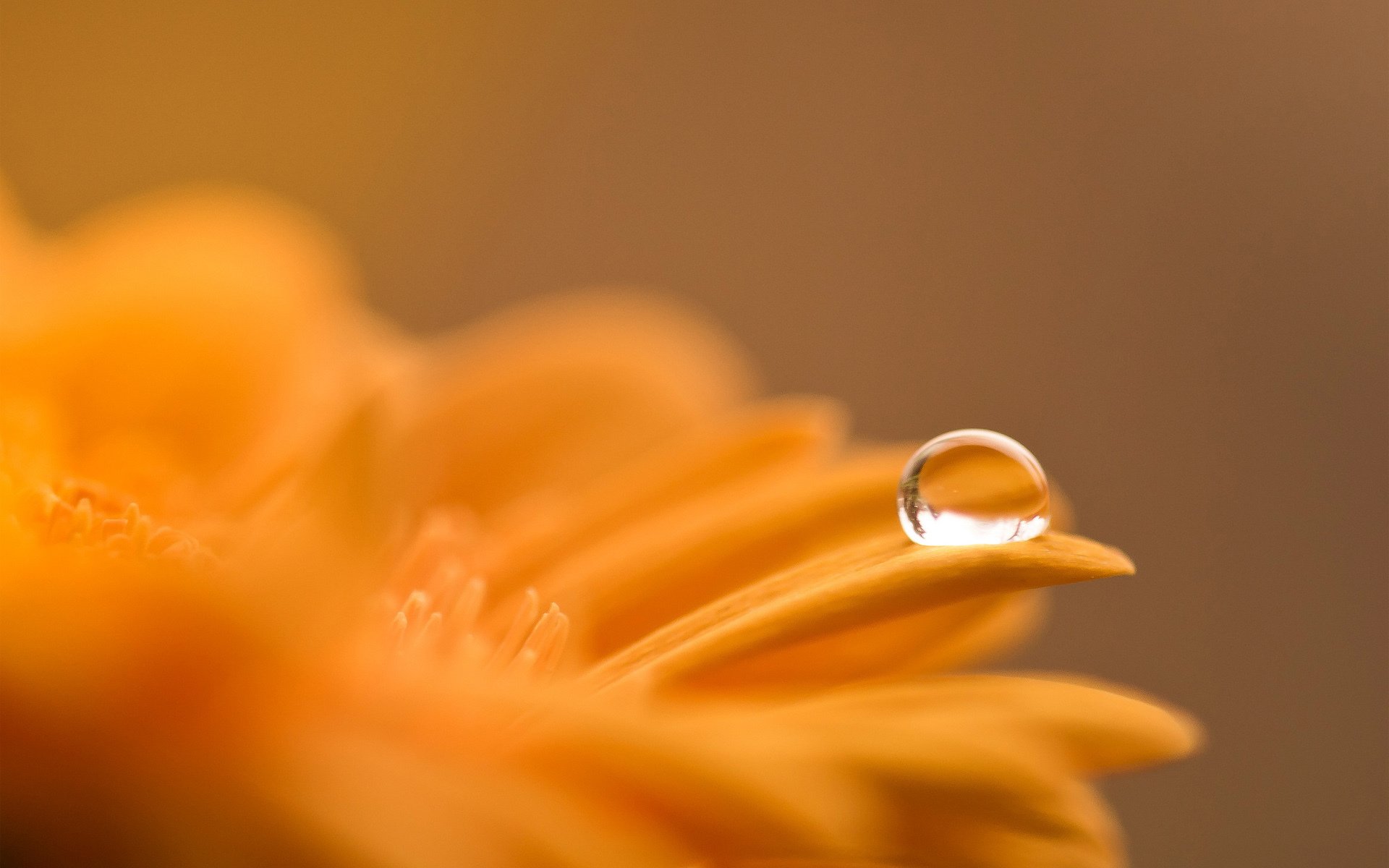 fleur orange goutte rosée gros plan gerbera