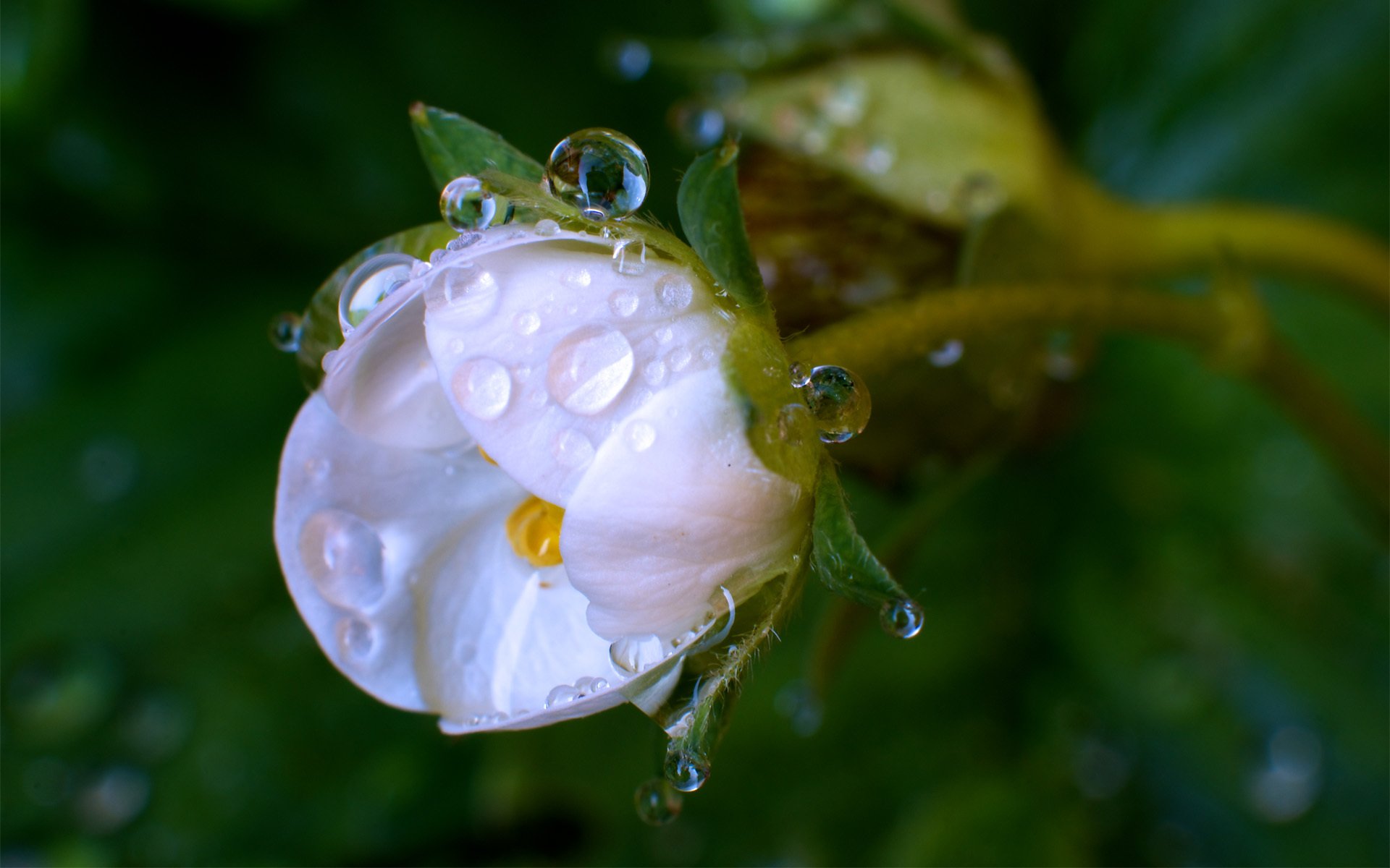 flor blanco brote rocío gotas macro verde