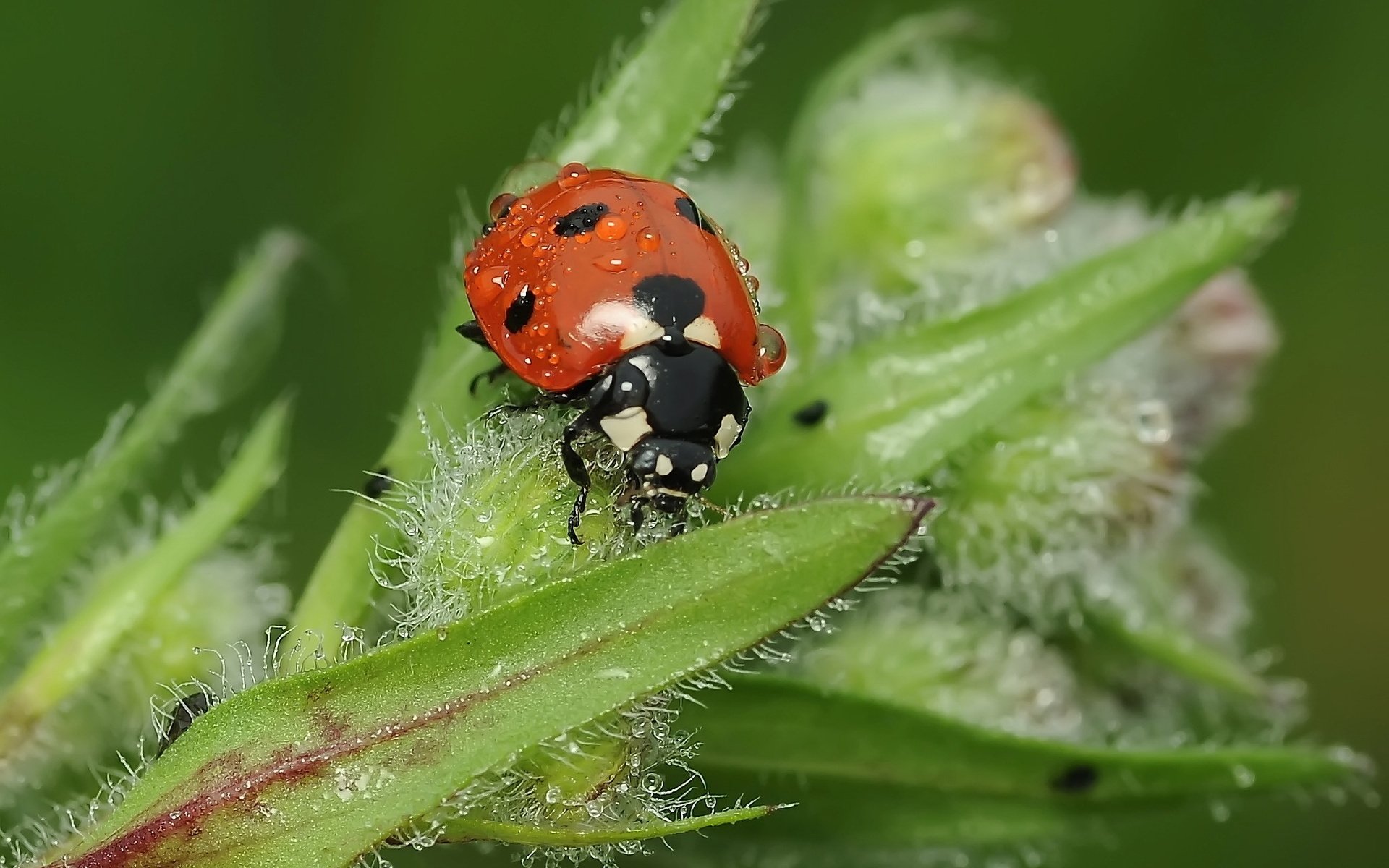 ladybug insect beetle leaves drops rosa