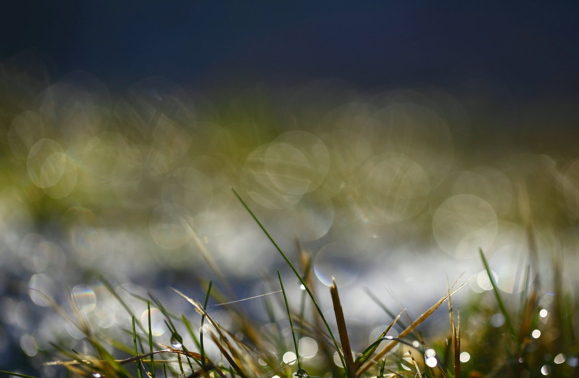 grass green morning drops water rosa close up bokeh reflection