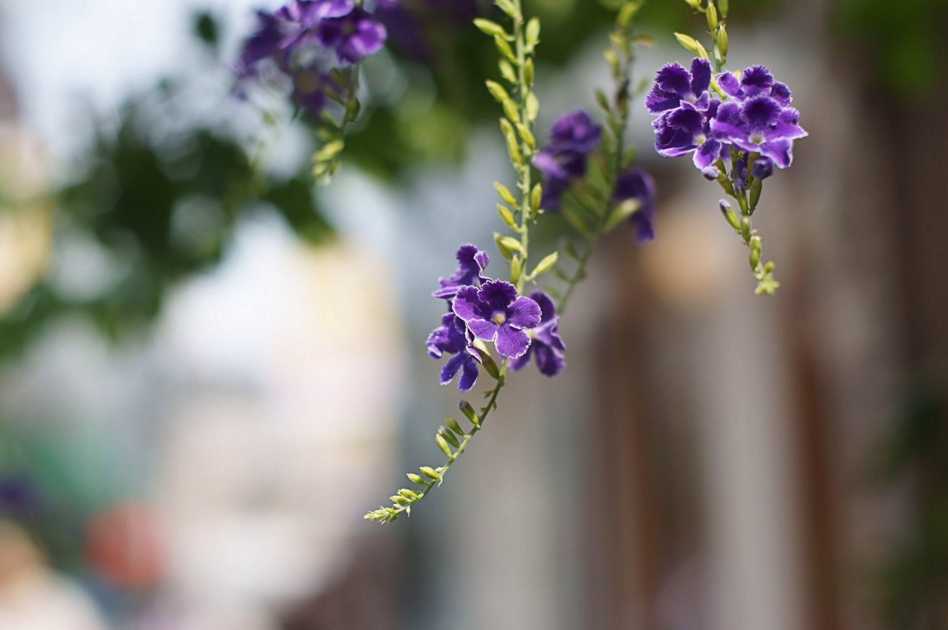 durante purple flower petals branches close up blur