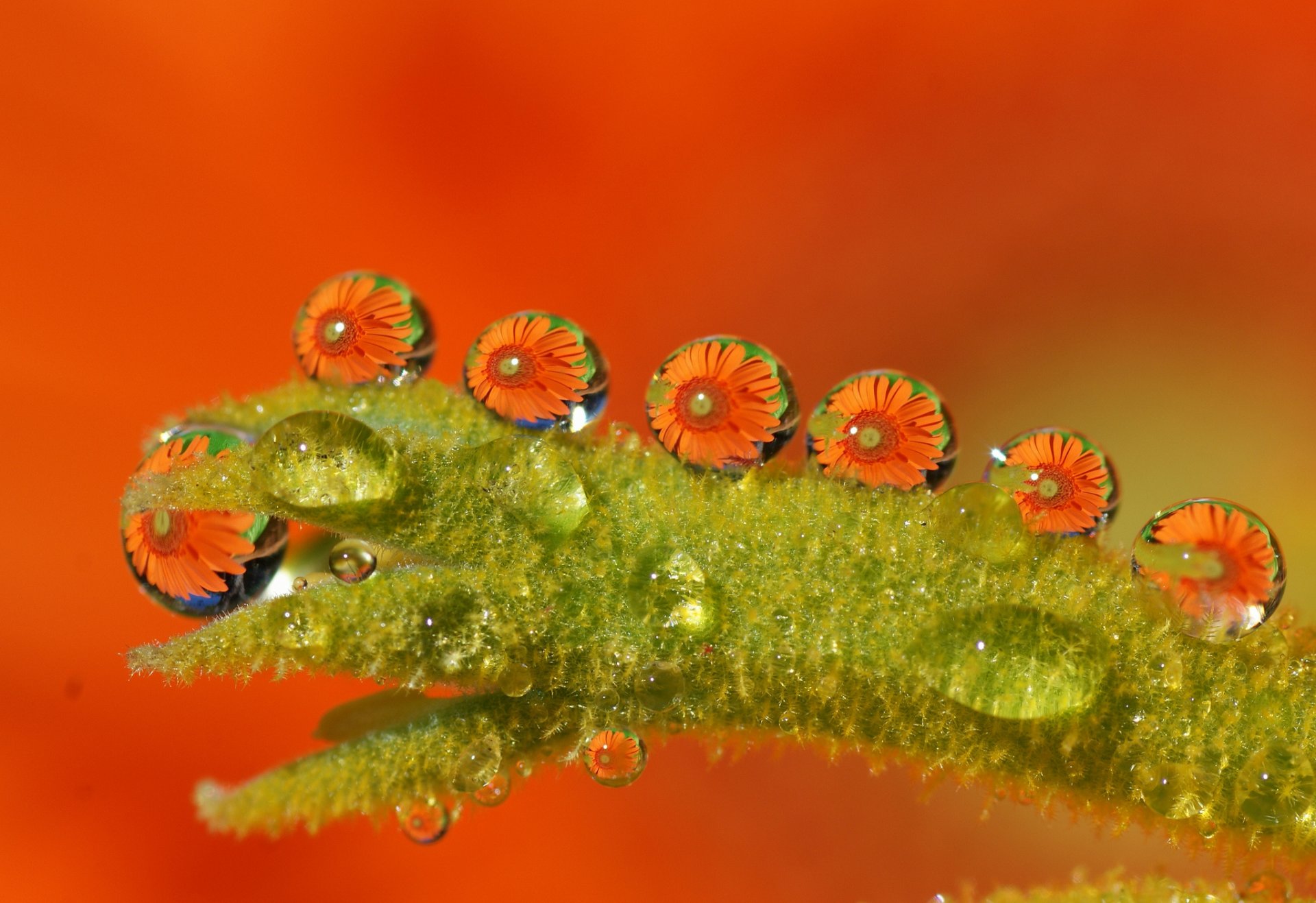 macro bagnato acqua gocce fiori arancione verde tamara fotografia