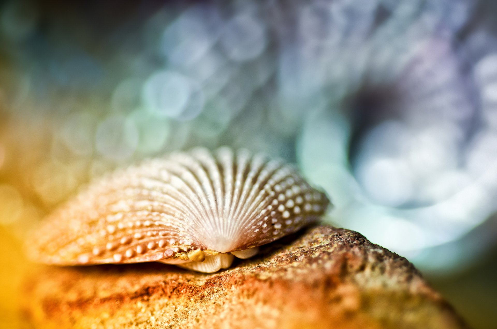 macro conchiglia abbagliamento bokeh