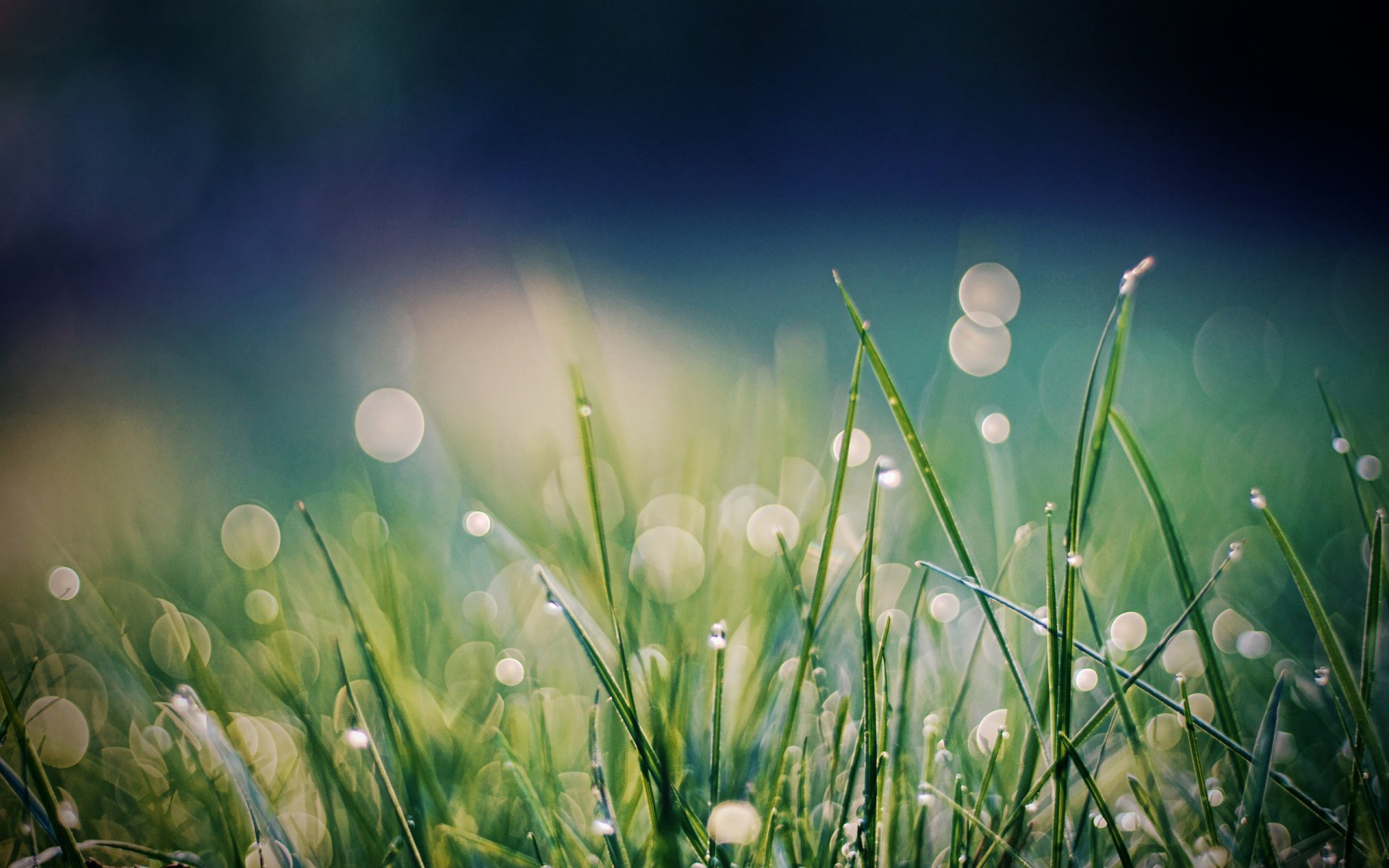 grass bokeh rosa