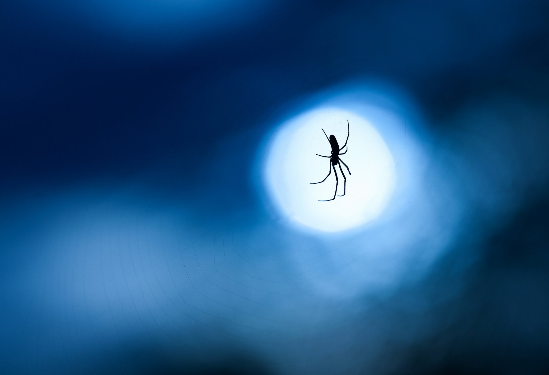 pająk pajęczyna noc księżyc niebieski tło makro
