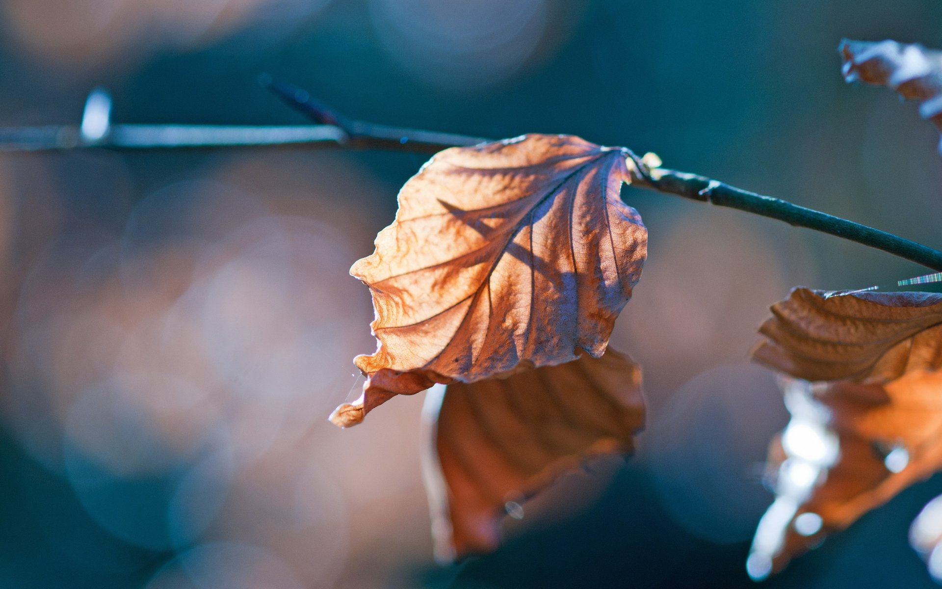 leaves branches close up