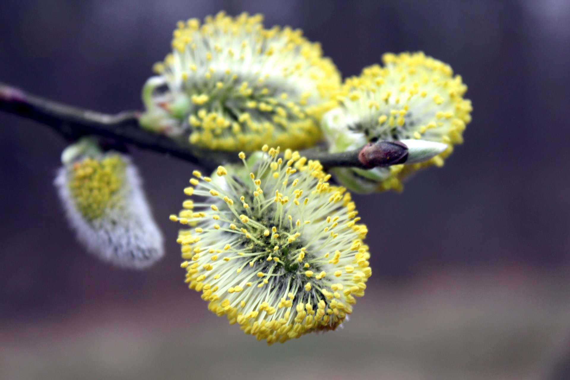 frühling blühen weide zweig saison tapete frühling pflanze makro