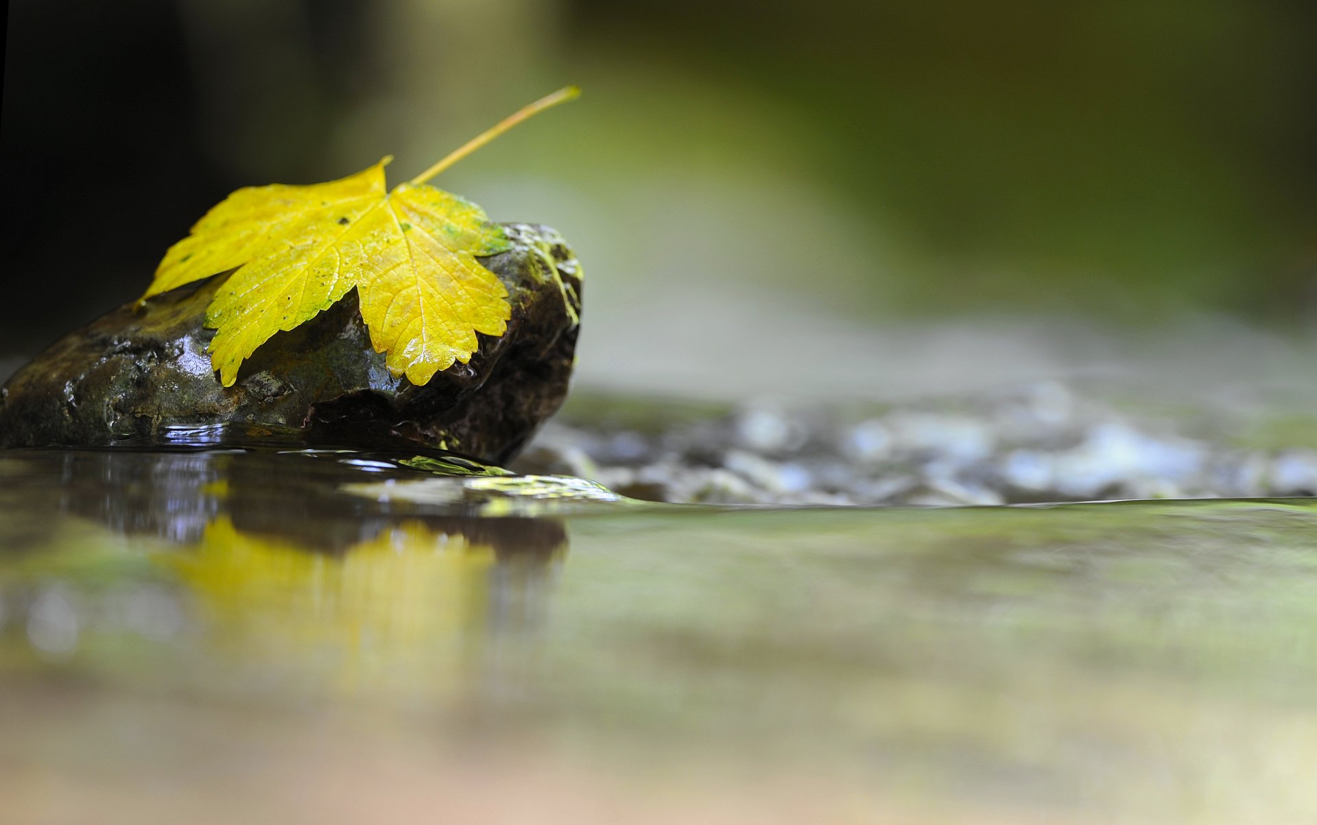 makro blatt stein herbst