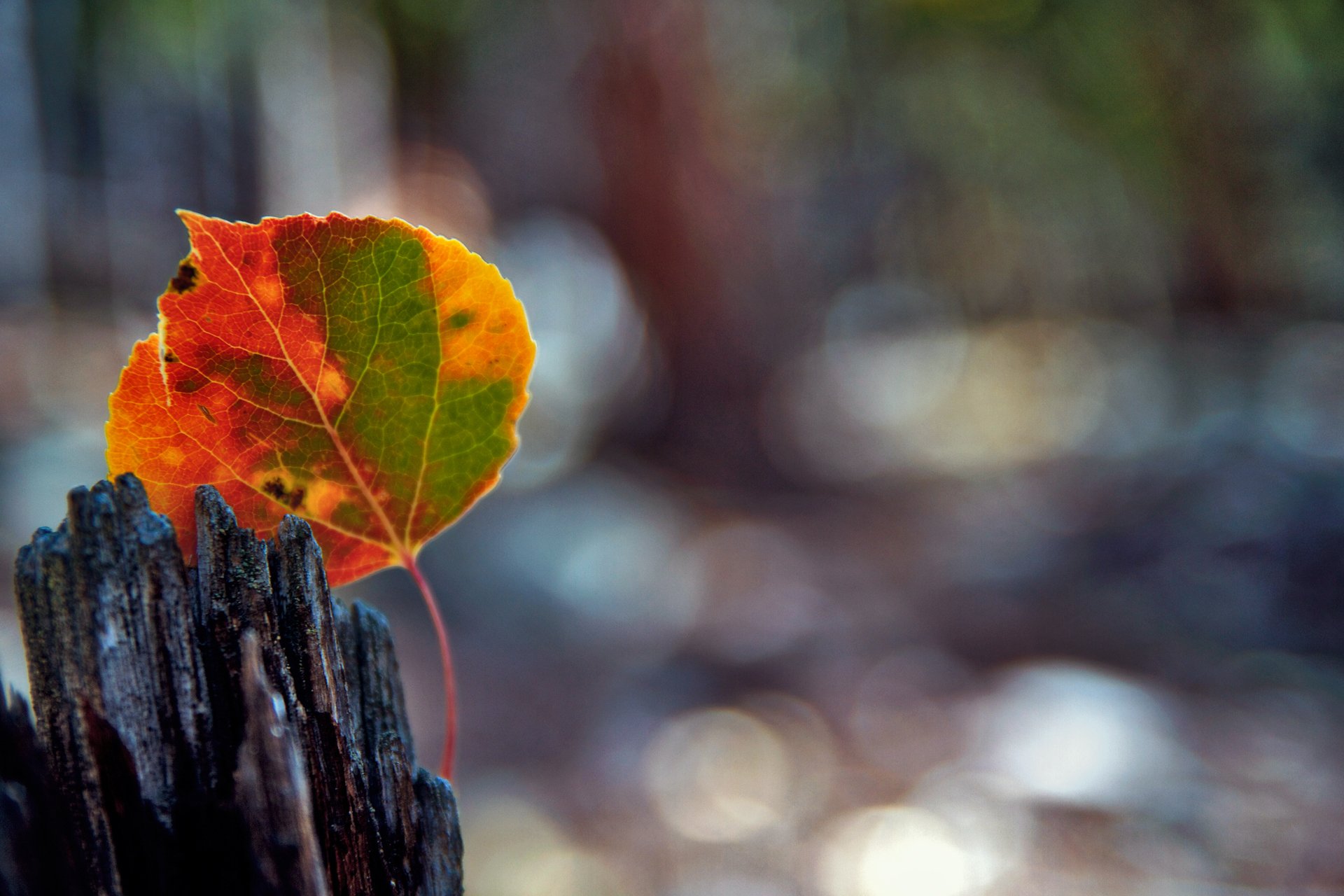 close up sheet reflections bokeh autumn