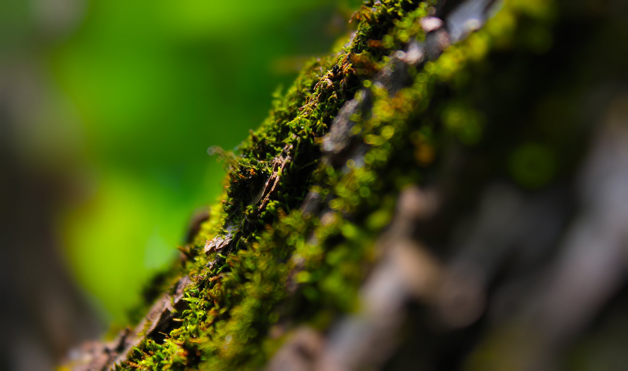 makro moos holz sommer blendung bokeh