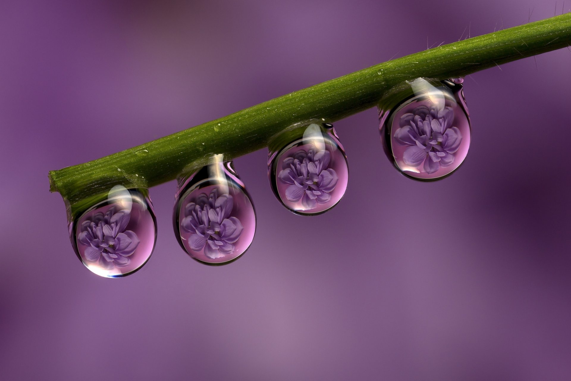 tallo gotas rocío flores reflexión macro fondo púrpura