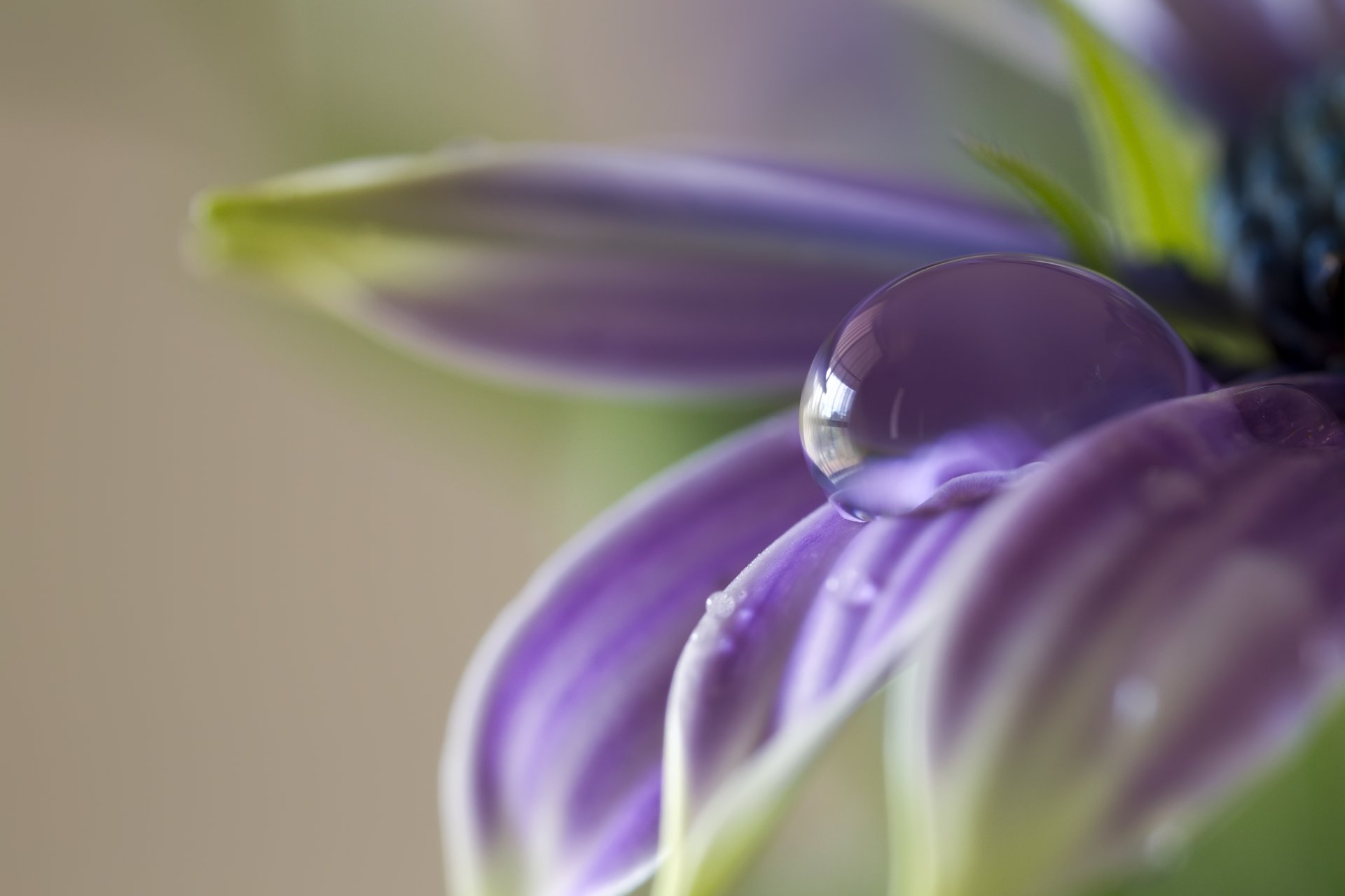 fiore lilla petali gocciolina macro