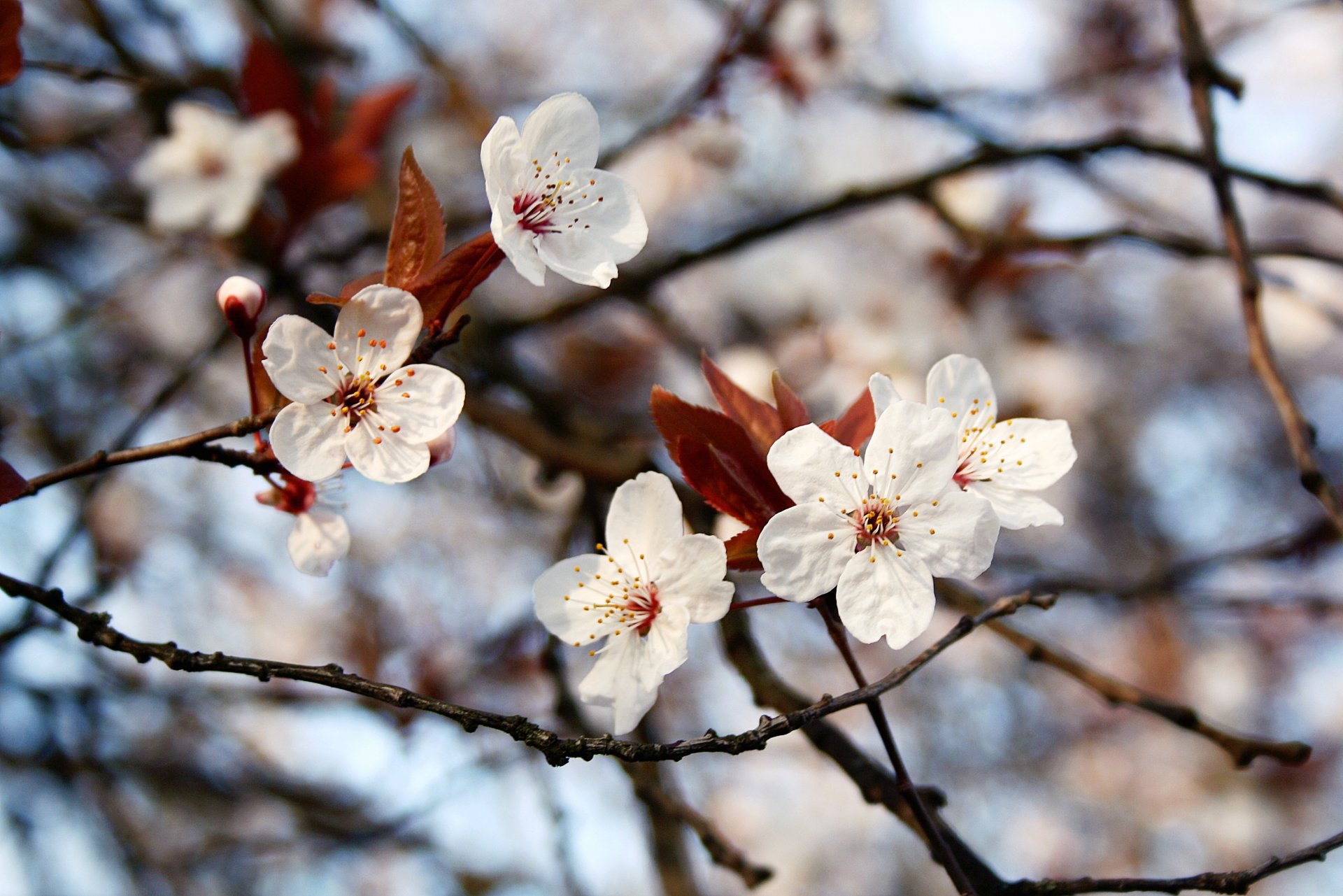 frühling zweige blumen blätter bokeh