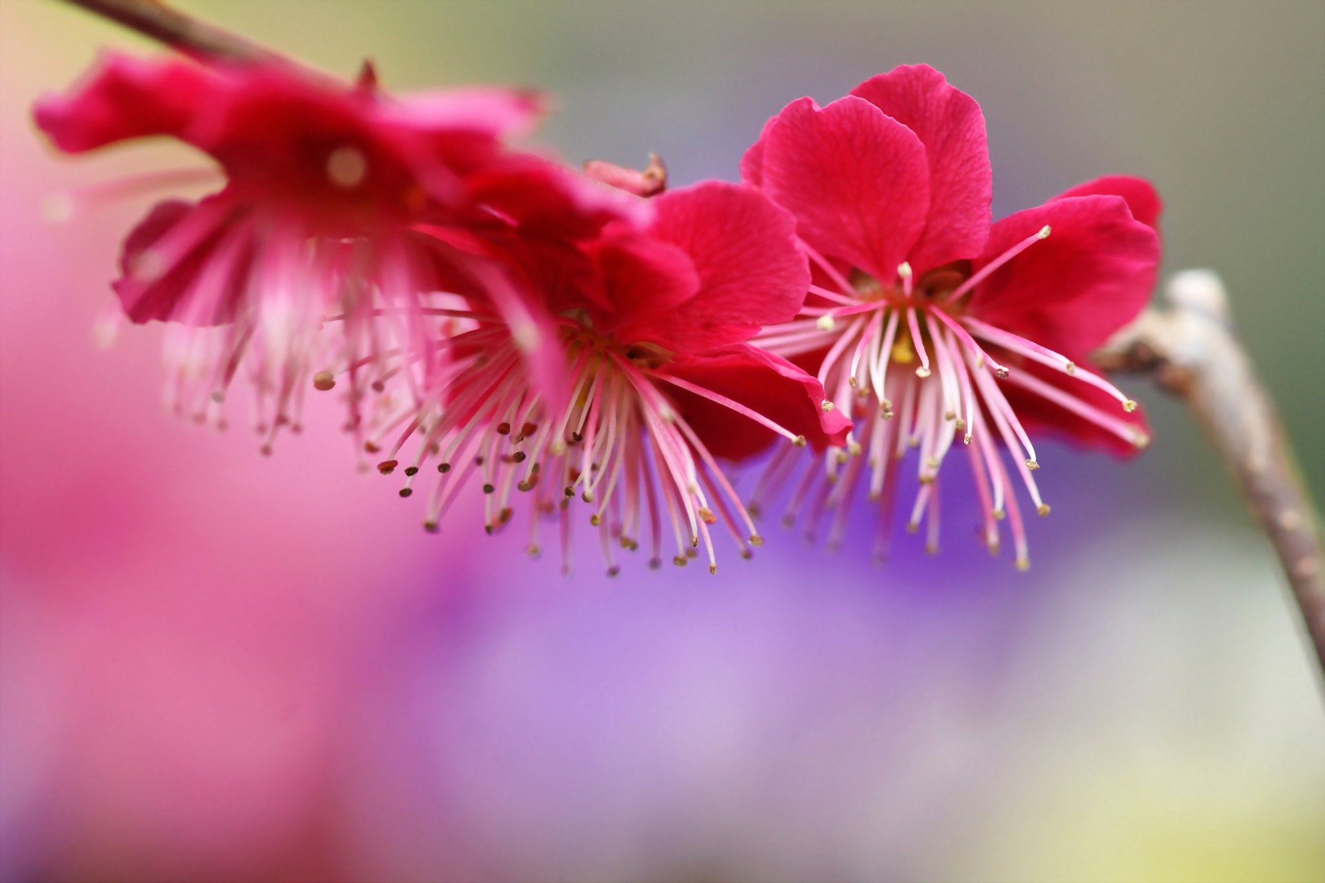 branche prune printemps fleurs floraison rose arbre