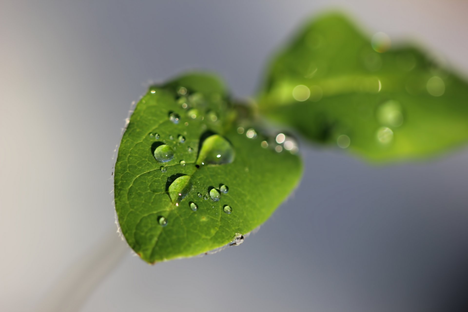 macro foglie verde acqua gocce sfondo grigio