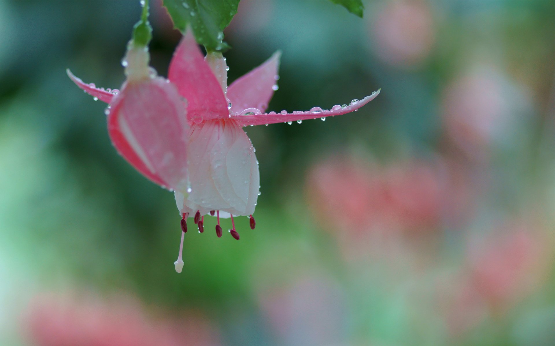 flower pink fuchsia close up rosa drops bud