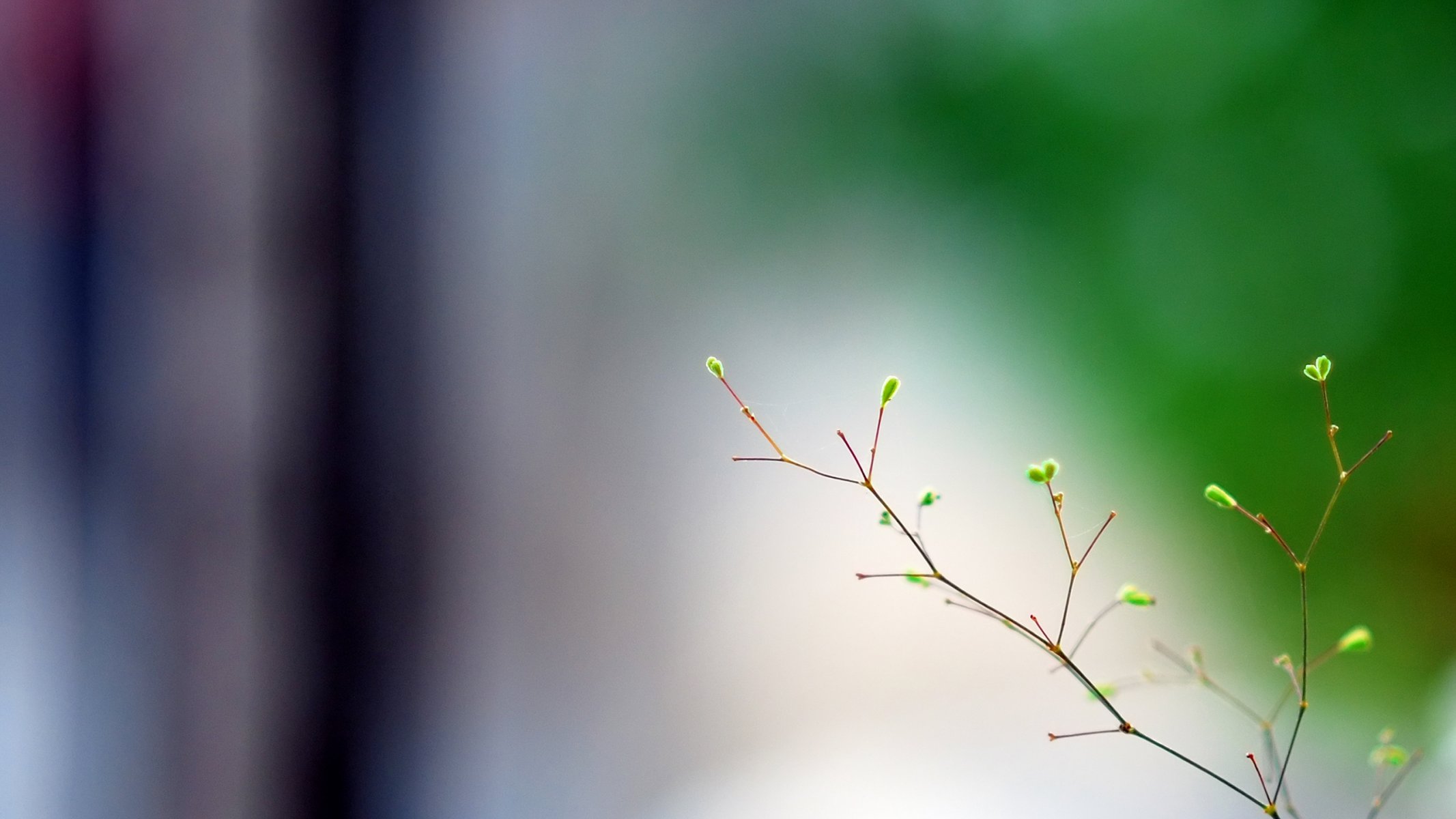 close up branch spring minimalism