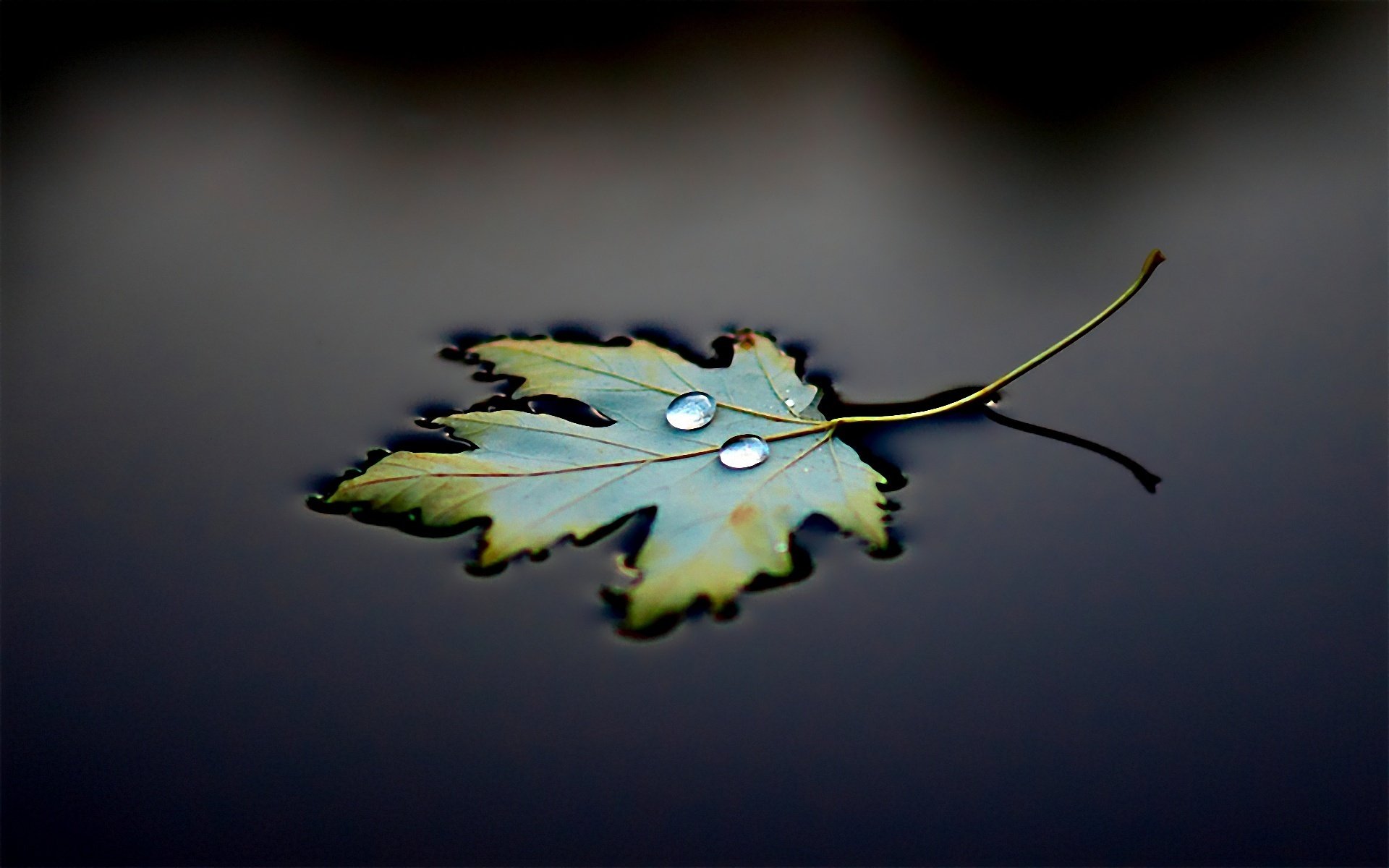 eau feuille goutte noir