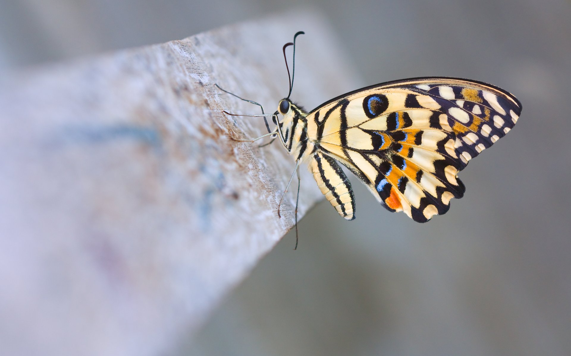 mariposa de cal mariposa velero de limón macro